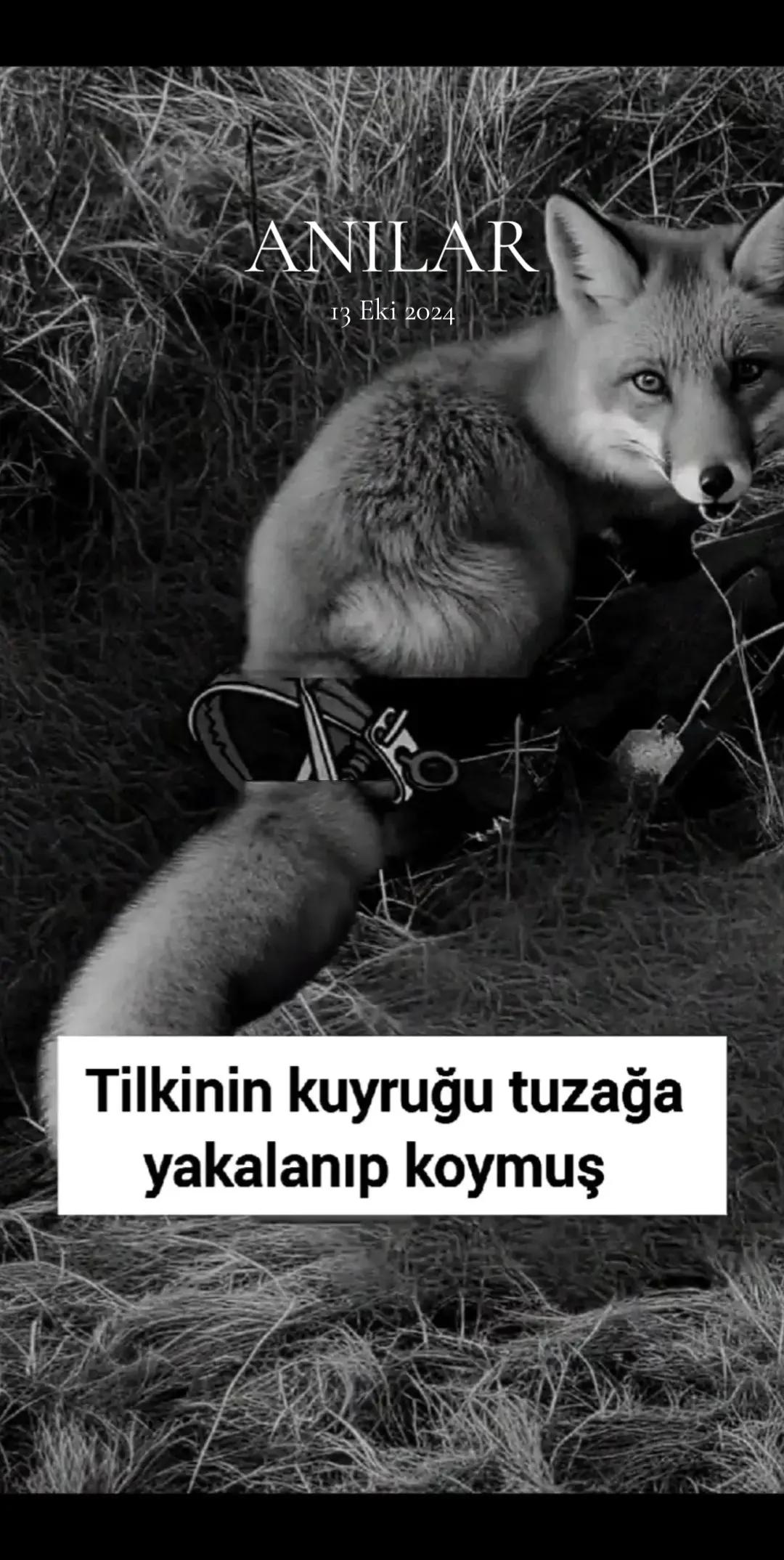 @doğa hayranı