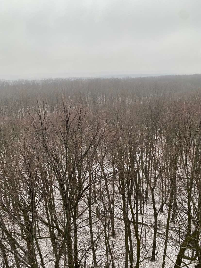 @☦︎ 🌲