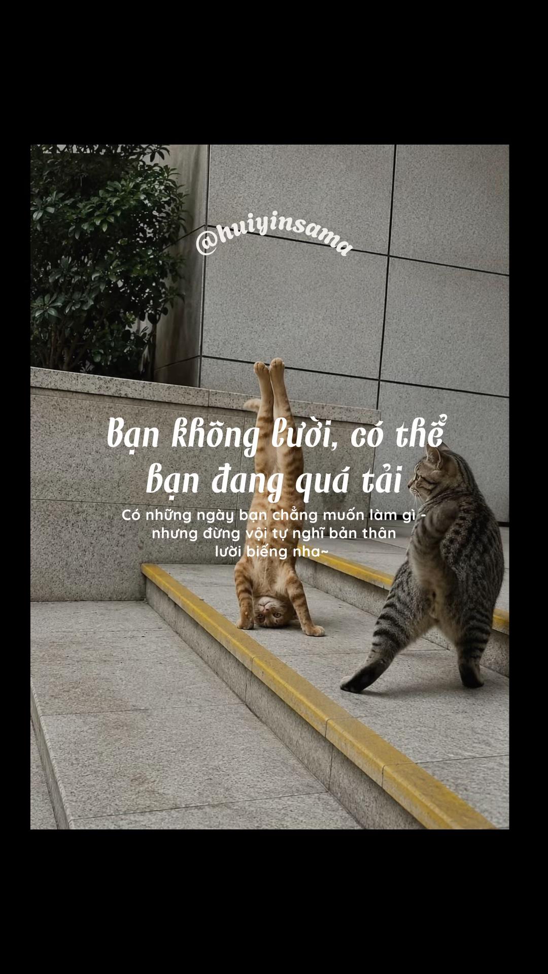@٠࣪⭑ Hui Yin Chuột Bạch Ი︵𐑼