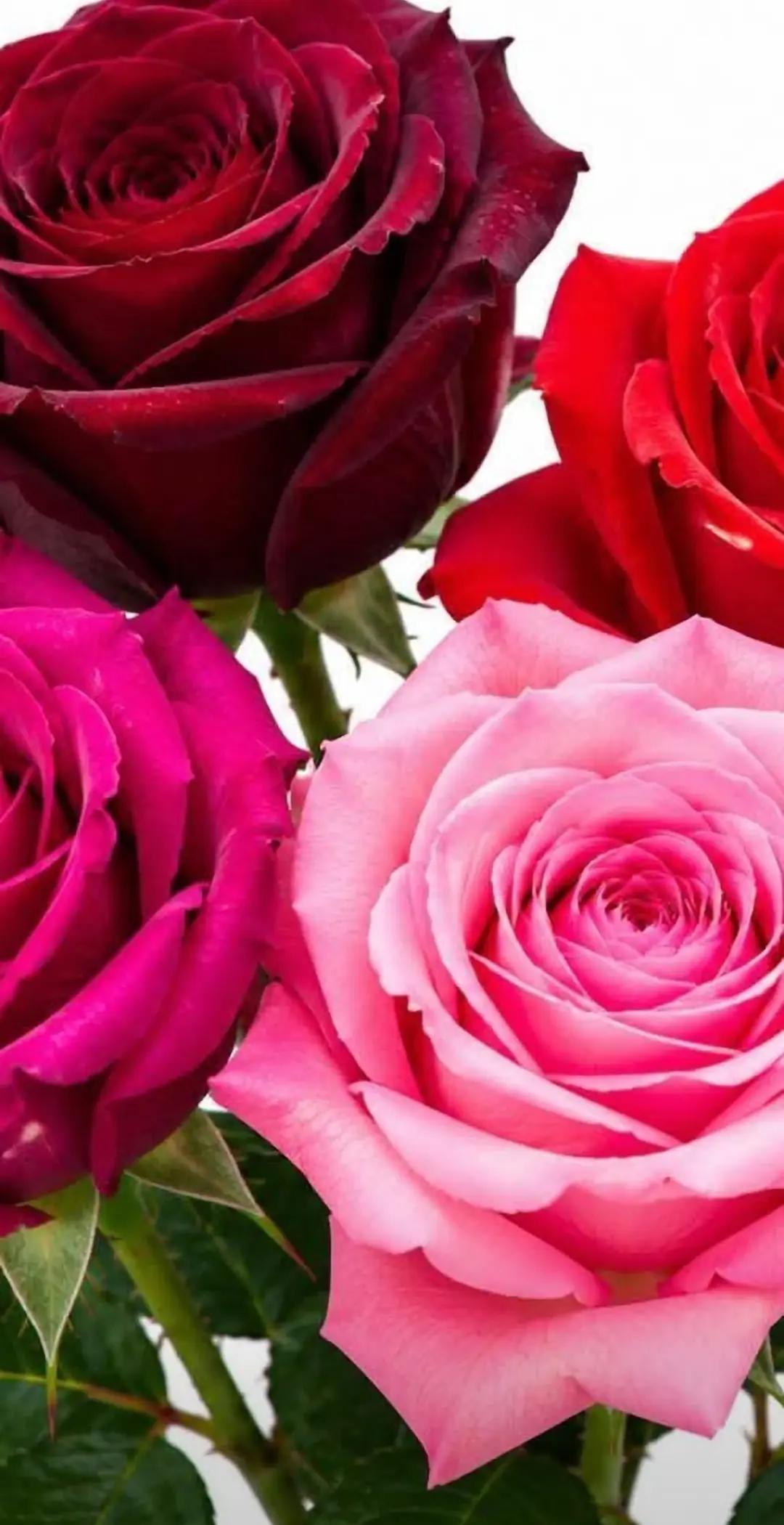 @NebihaAlparslan1975