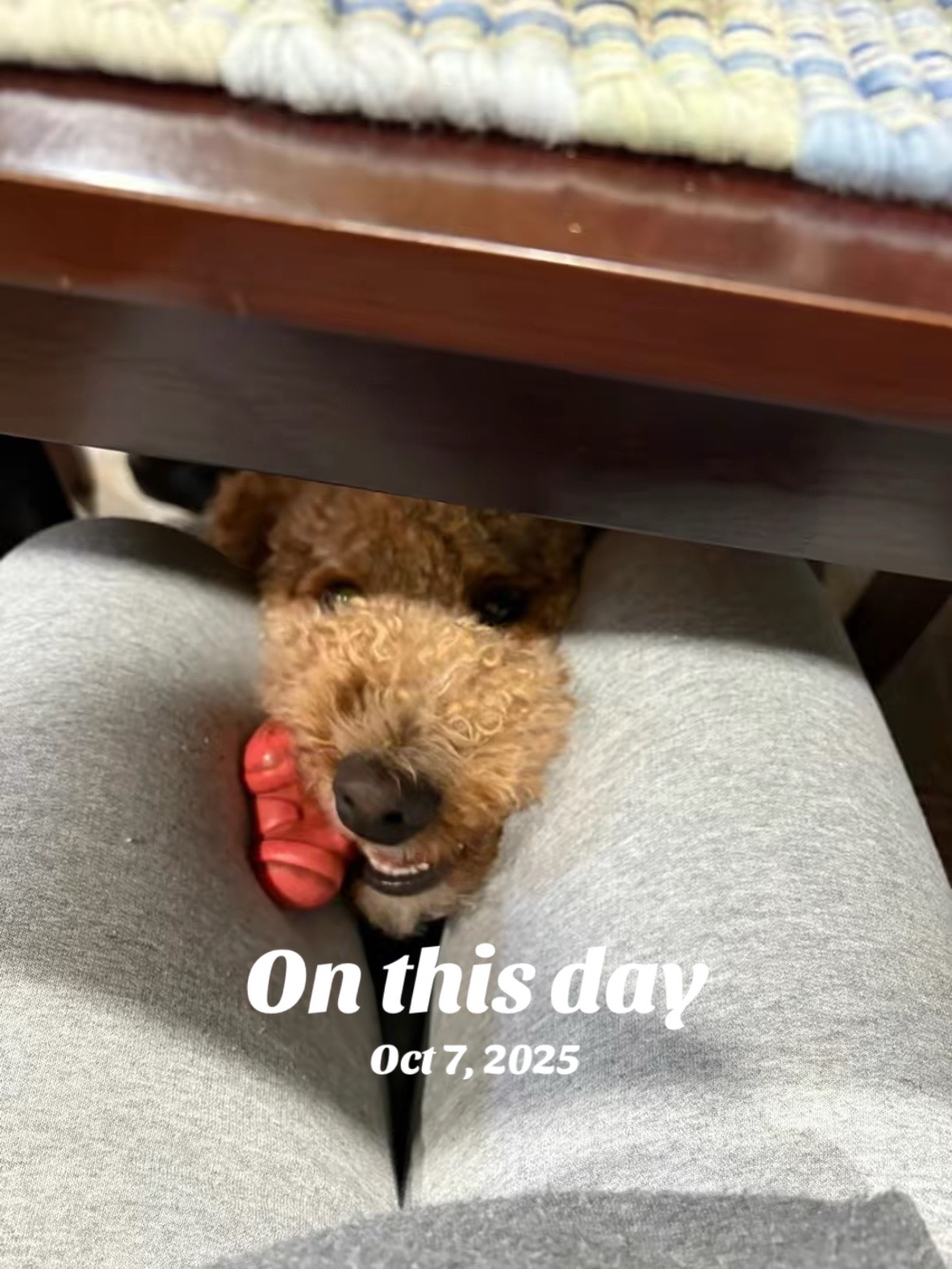 @Reyna y Churro 🐶😍