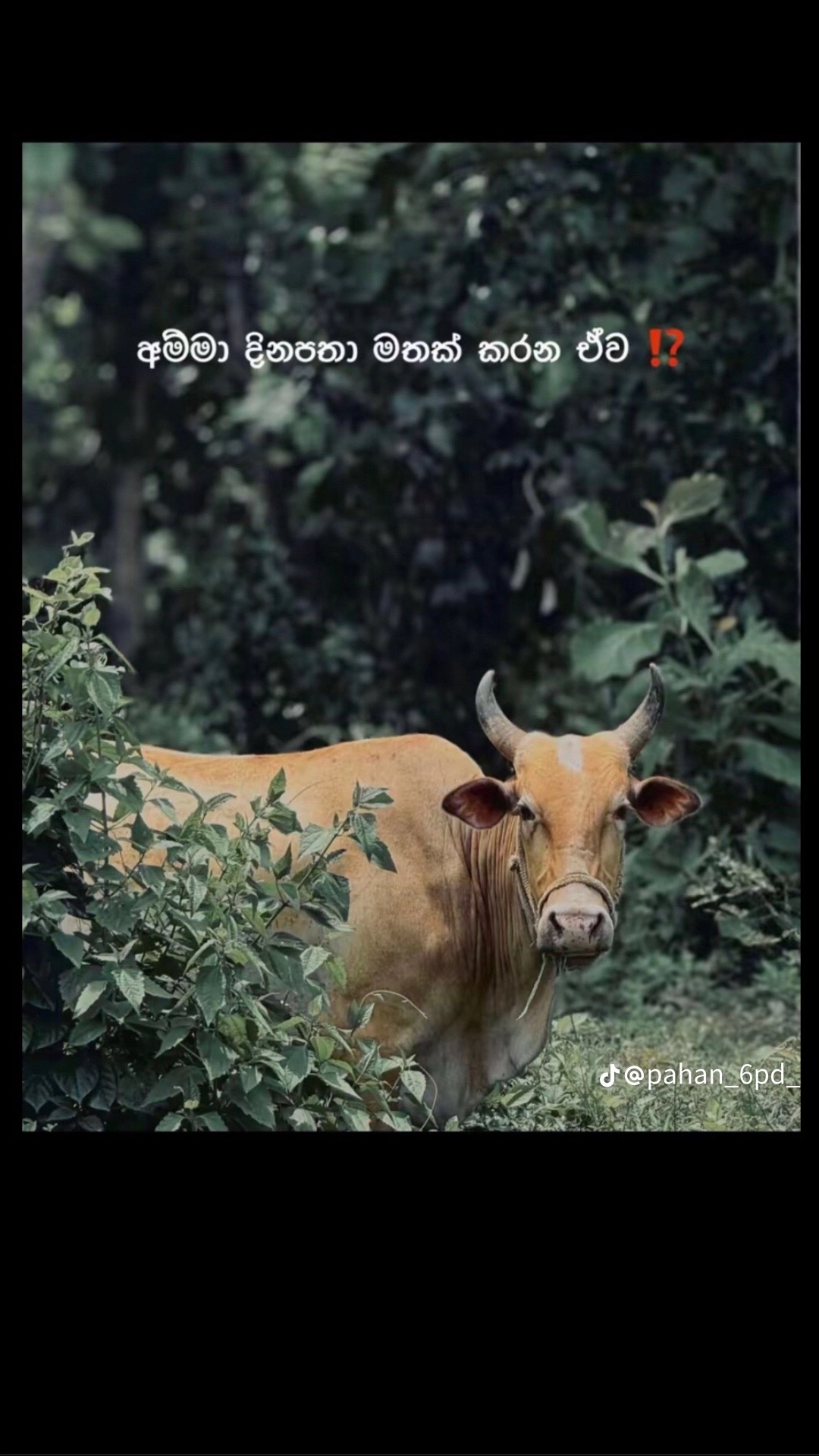 @sachin.chandima5