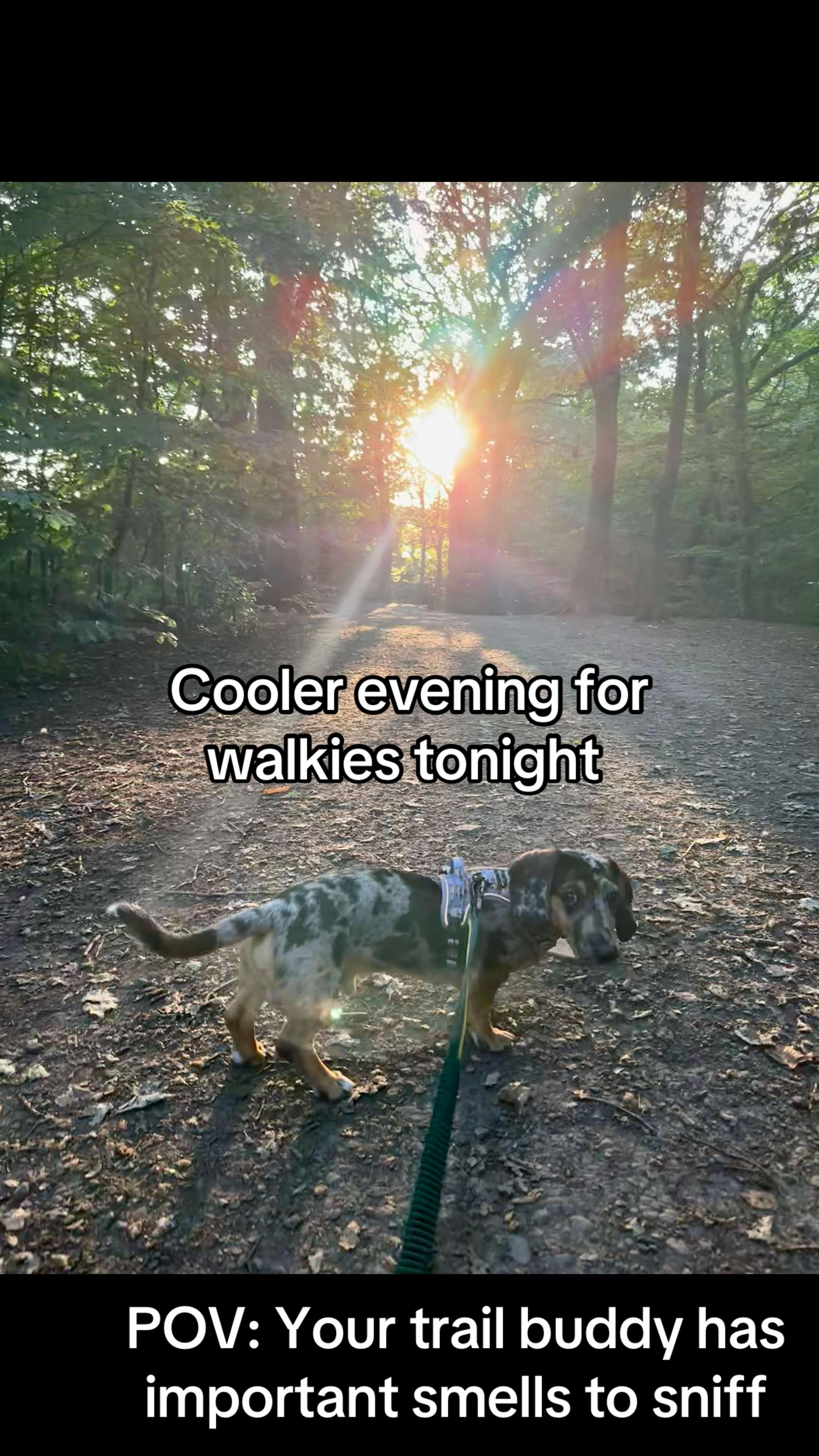 @Maverick The Dachshund
