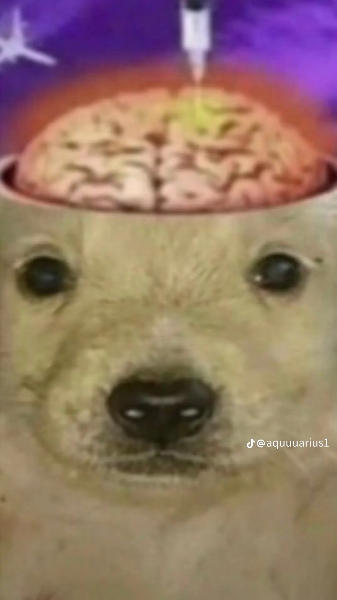 @ೋ❀❀𝓝𝓲𝓝𝓲✧༺✟༻✧