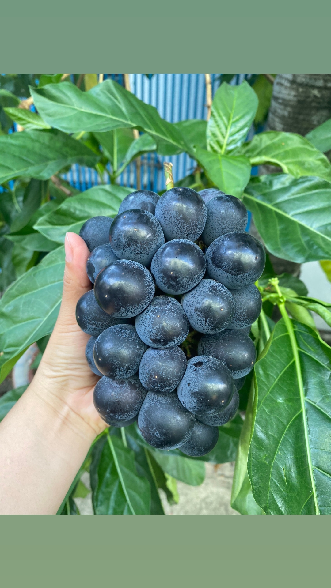 @Transfruits