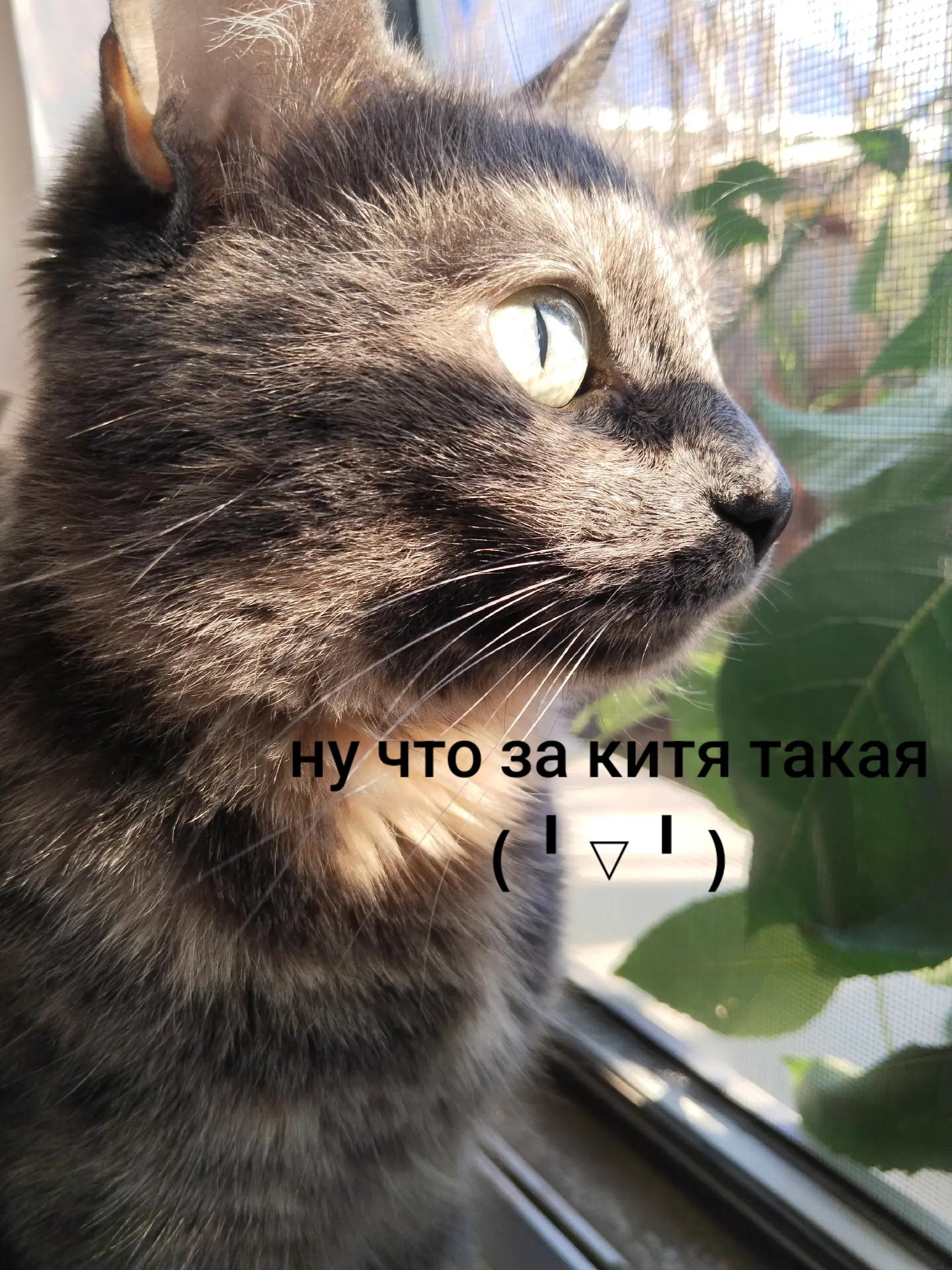 @♡﹏ℂ𝕙𝕒𝕣𝕒﹏♡