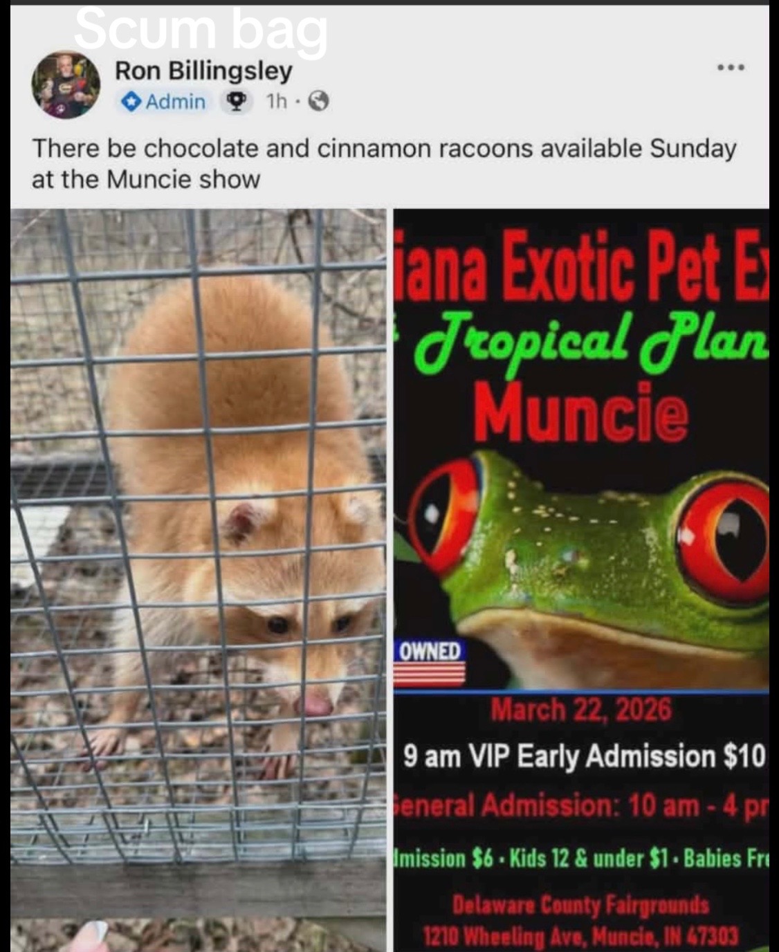 @BushBabyTheRaccoon