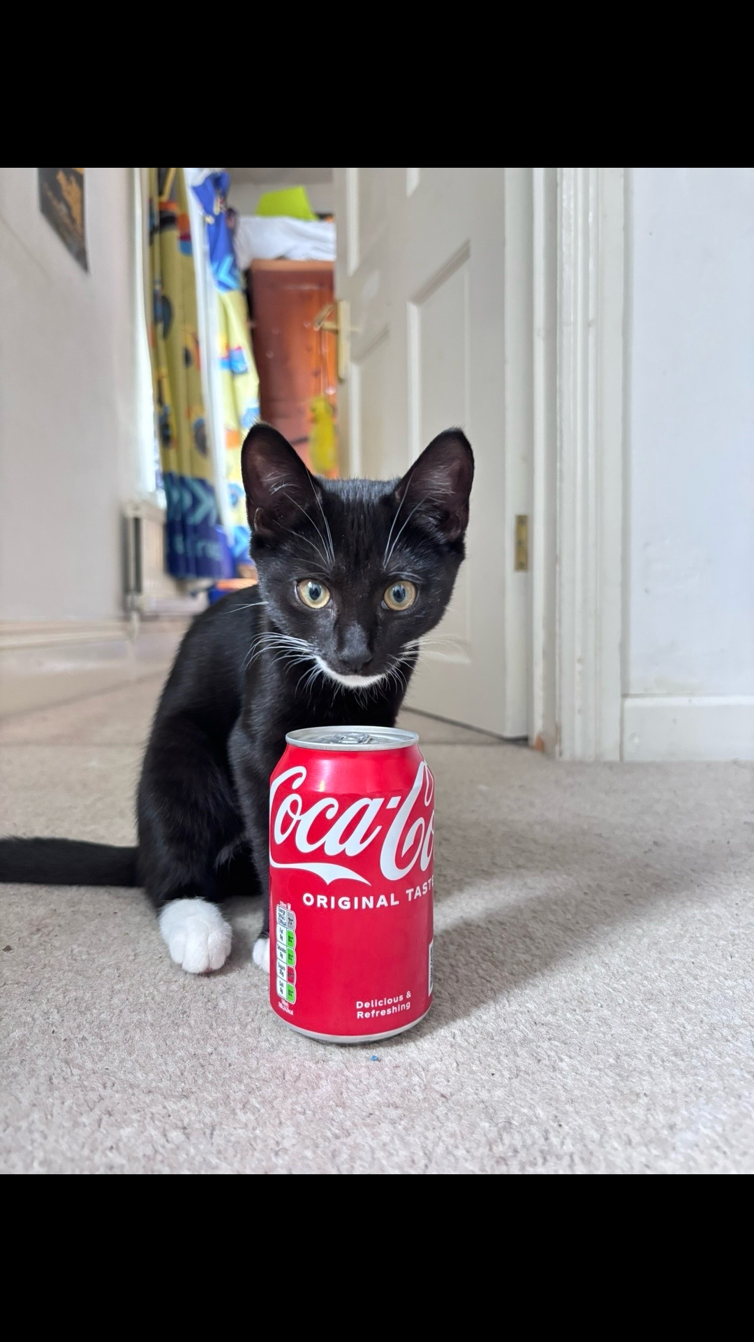 @frankiethetuxedocat_