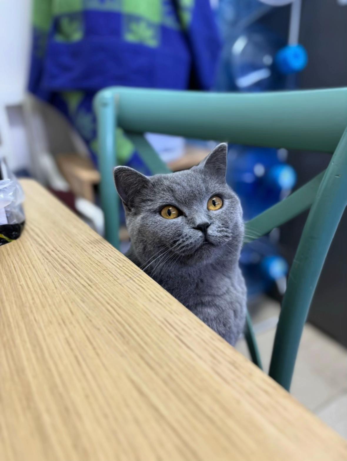 @Dr Rafael Roth 🌺🐈