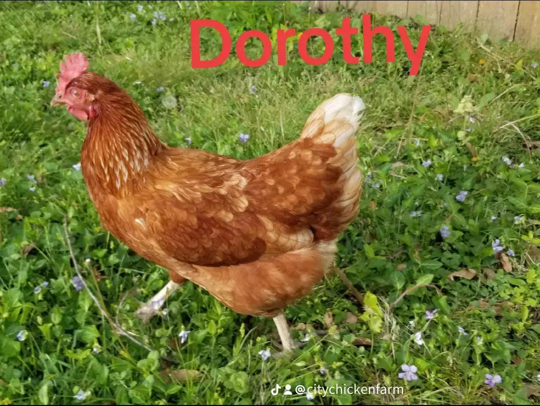 @CityChickenFarm