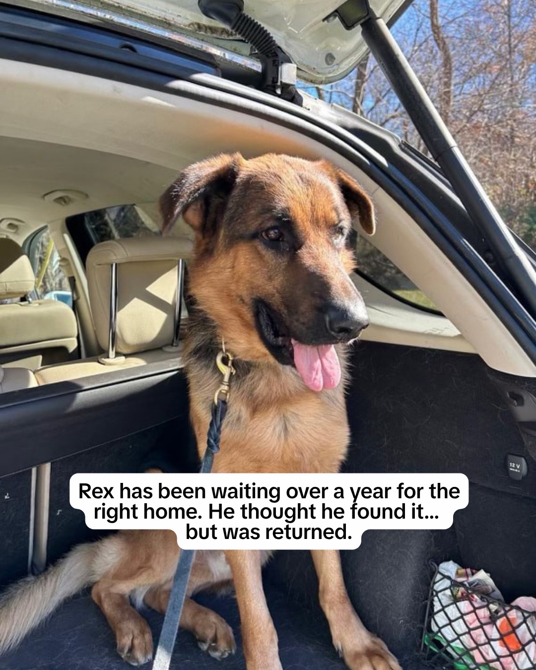 @Adopt a Pet