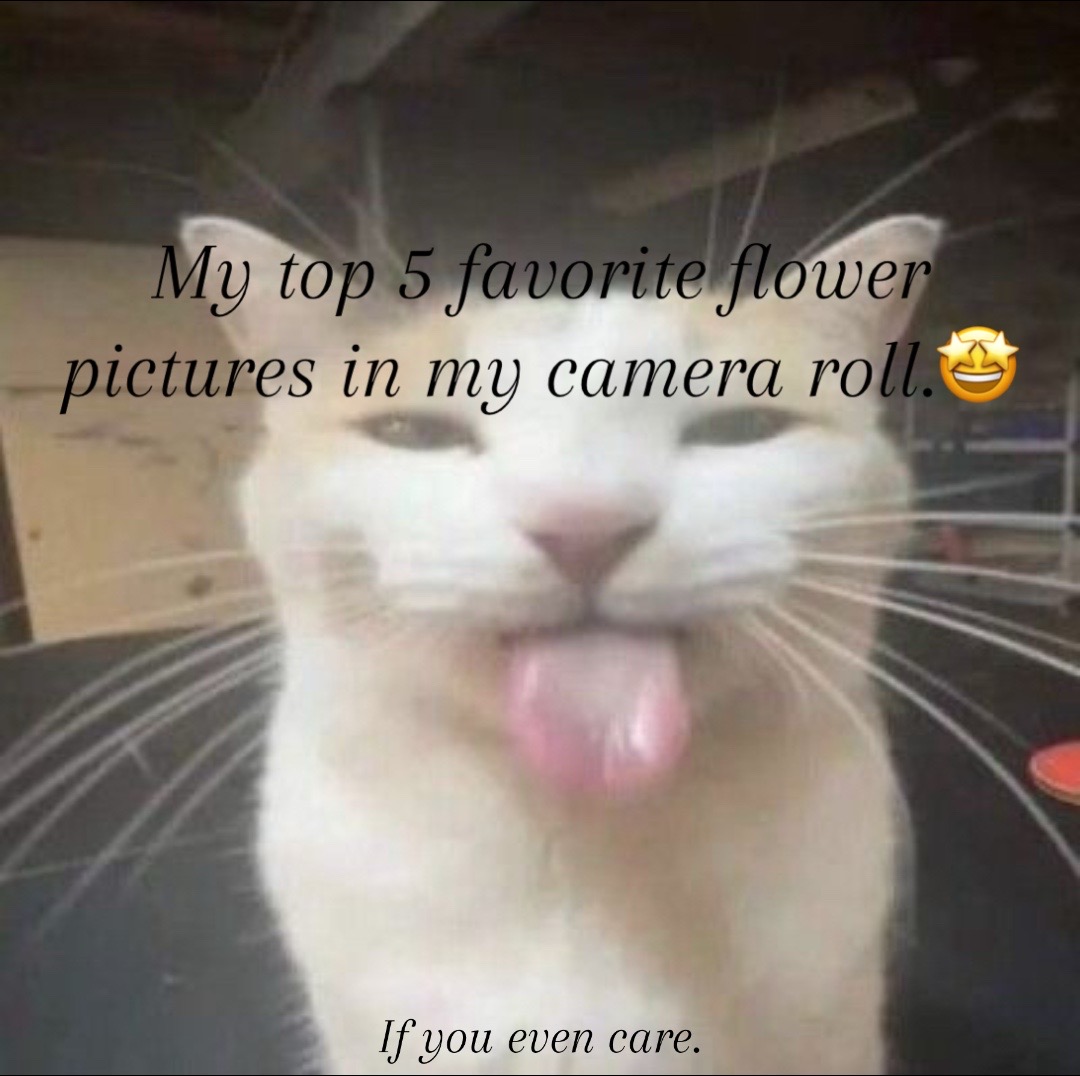 @ℒ𝓊𝒩𝒶&hellip;