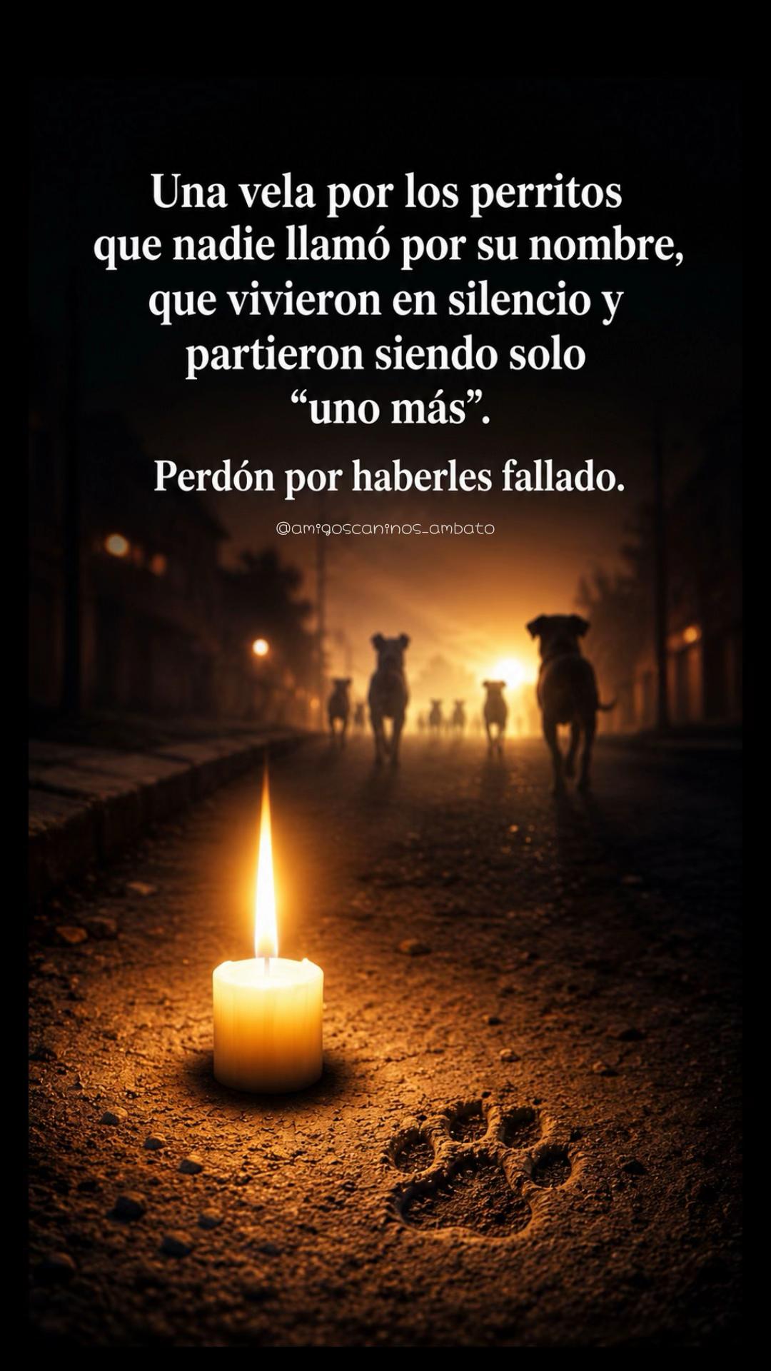 @Amigoscaninos_Ambato