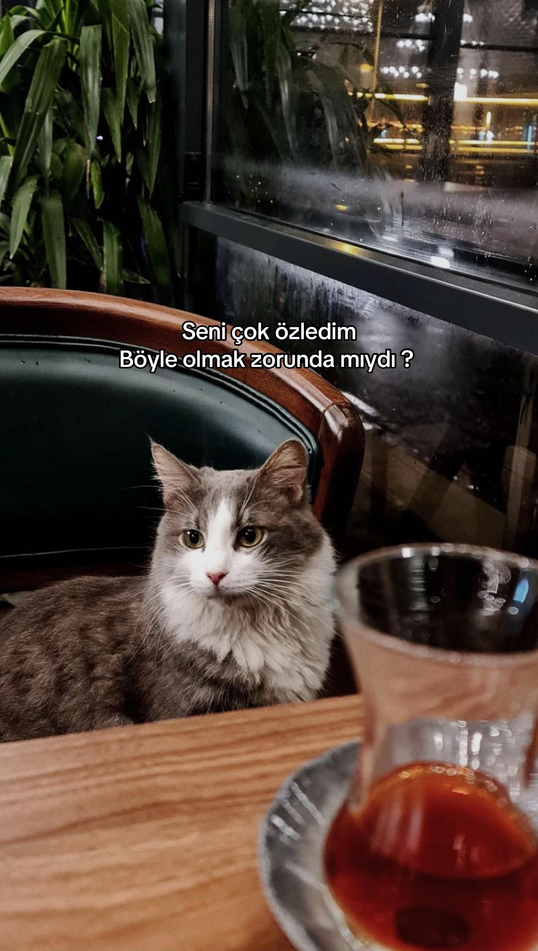 @seviyorgibiydin24