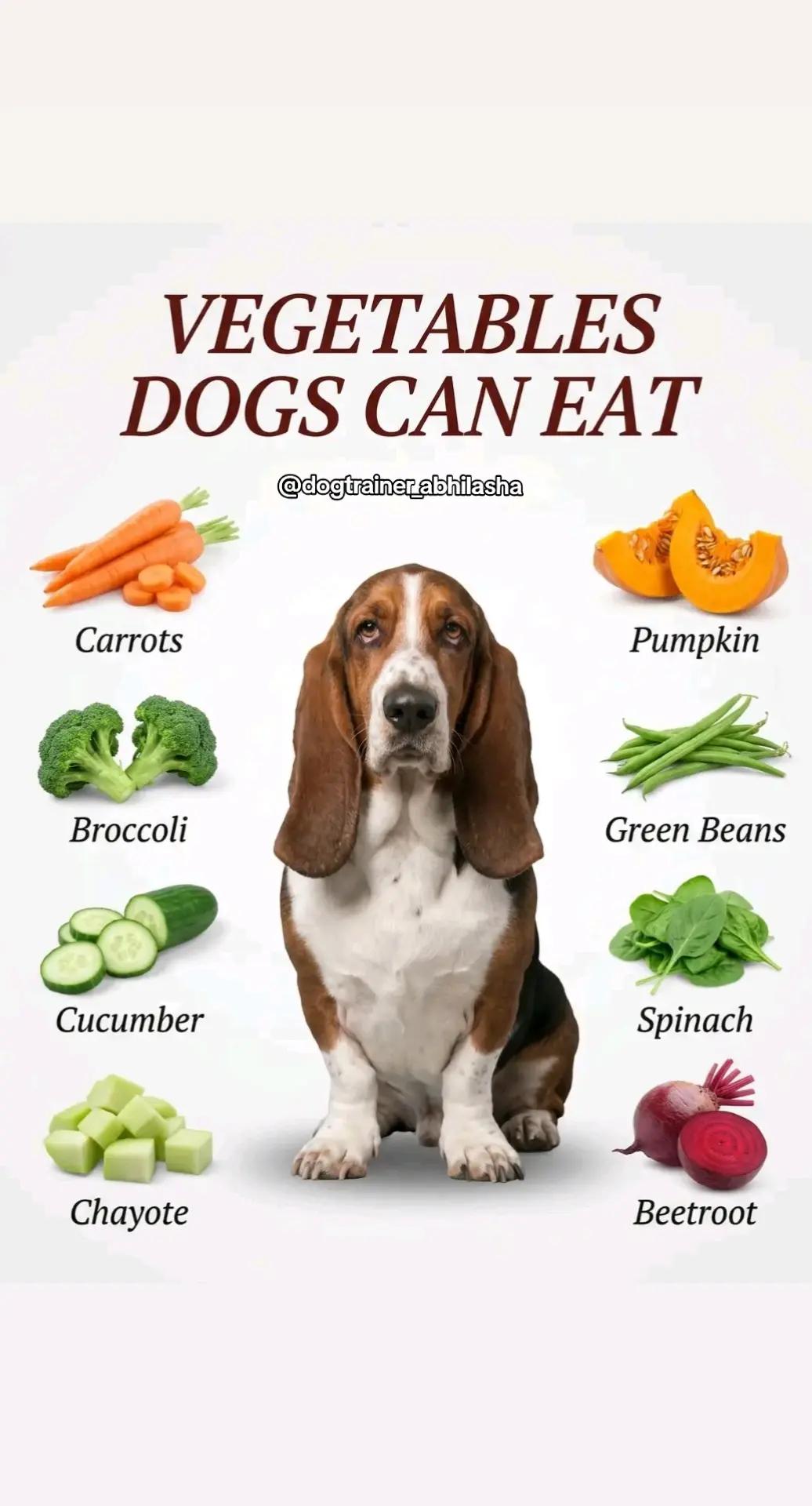 @Abhilasha - DogTrainer