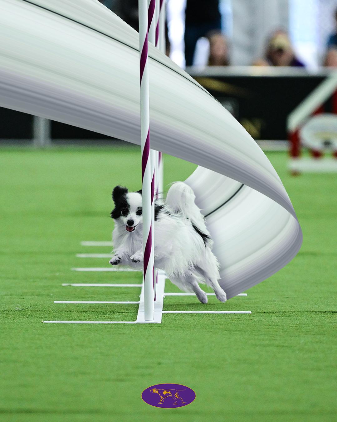 @Westminster Kennel Club