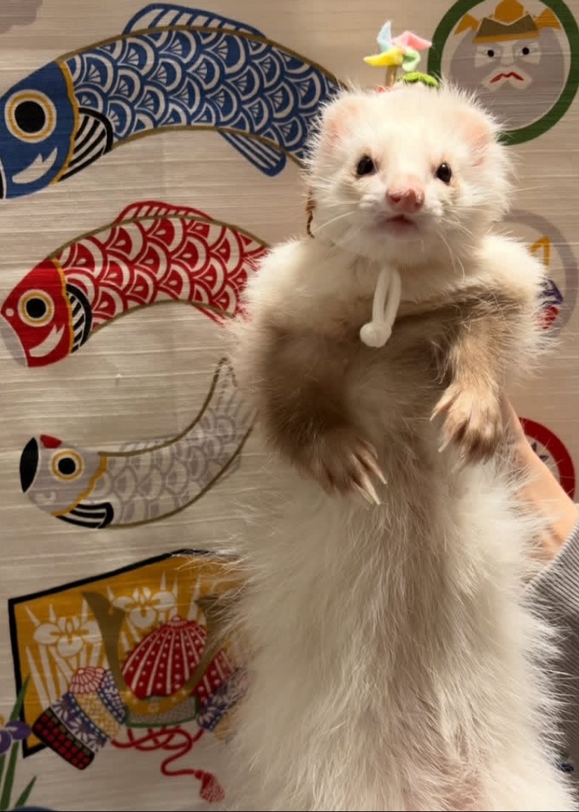 @Little star ferrets