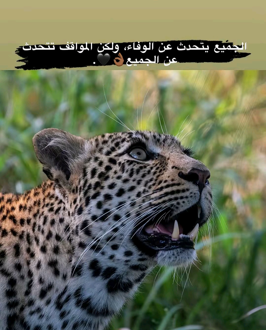 @سعود_ القحطاني