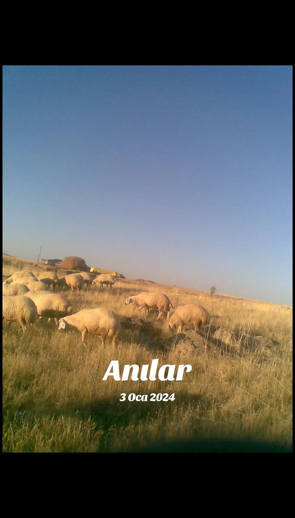 @Ali eleman