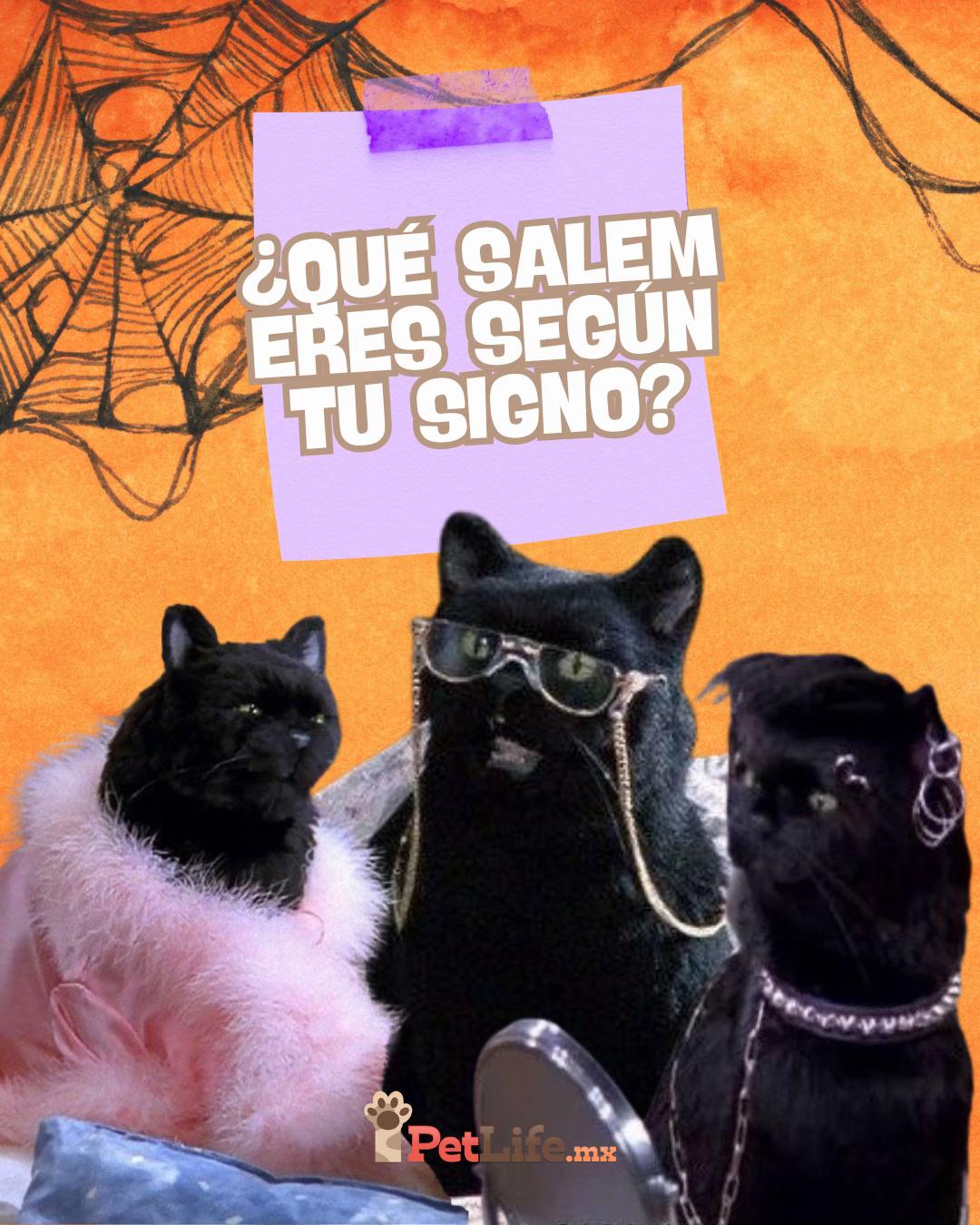 @Petlife