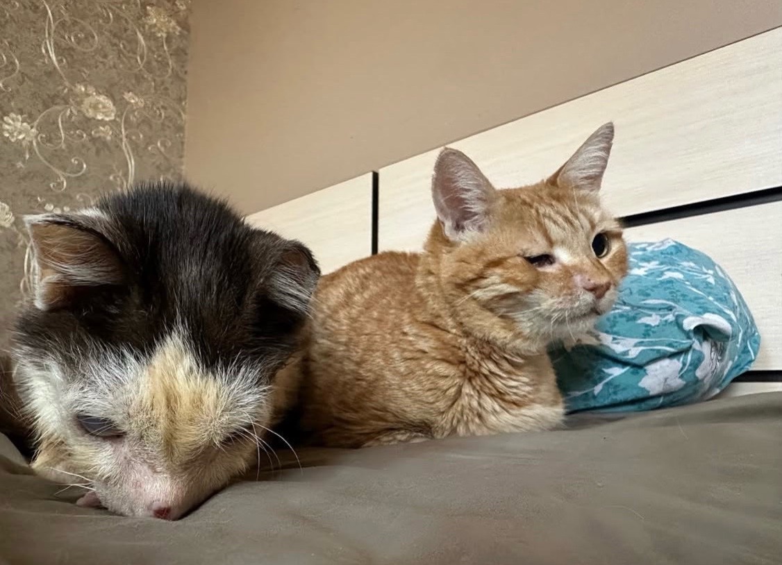 @wemakerescues