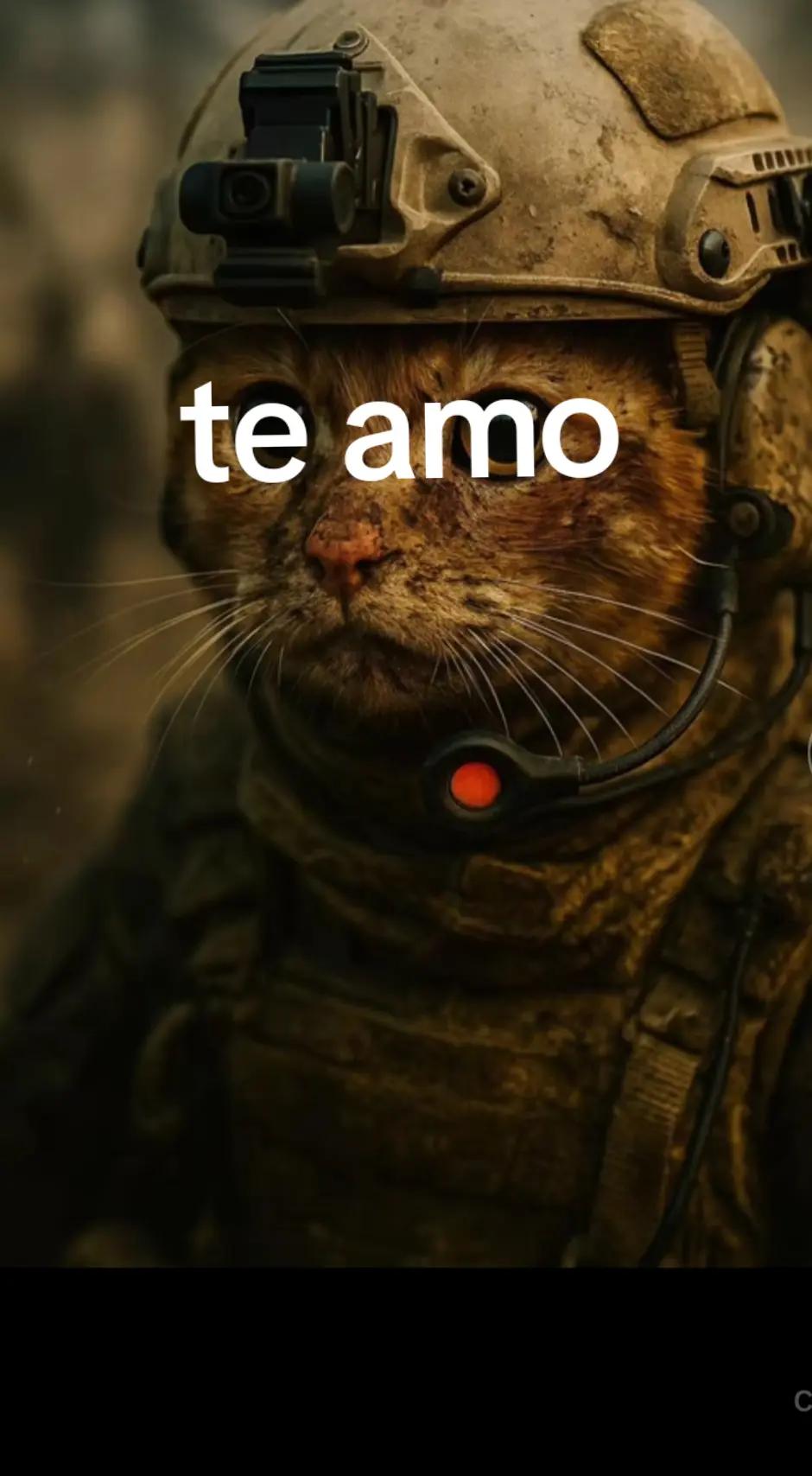 @gato de combate