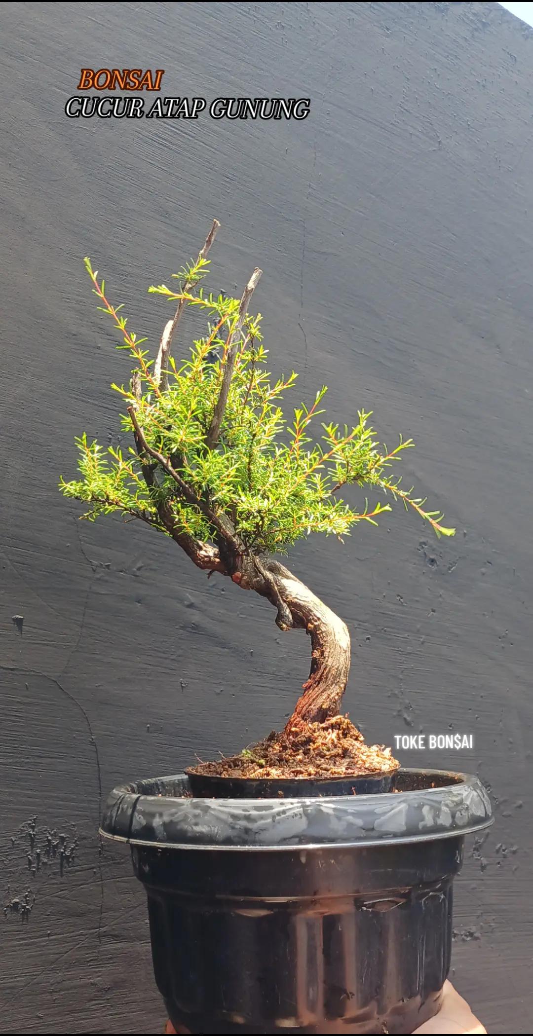 @Toke bonsai galeri