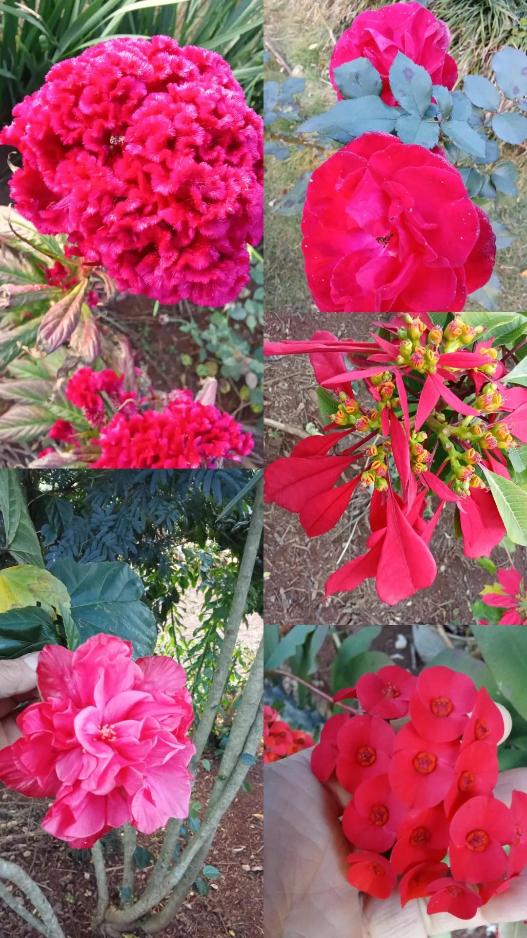 @ROSELI M.CAMARGO🐄🪴🌹💝