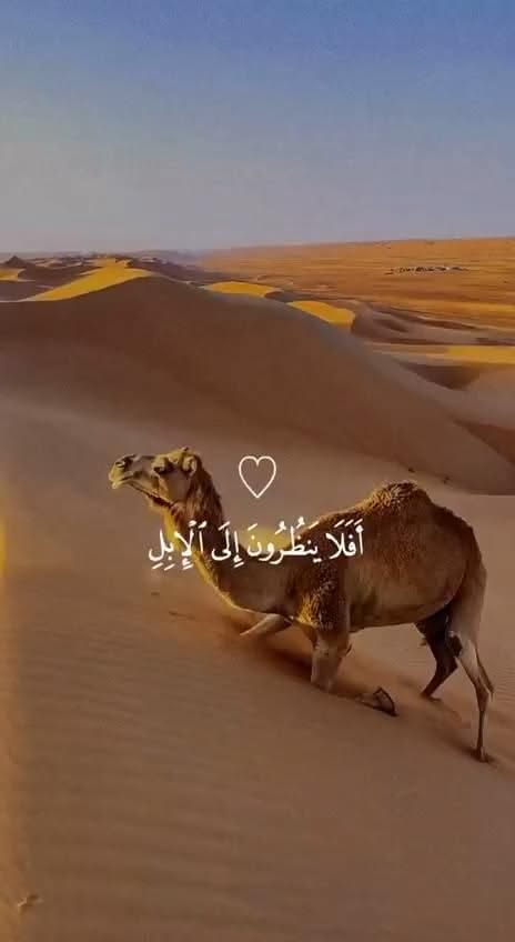 @AliRaza313