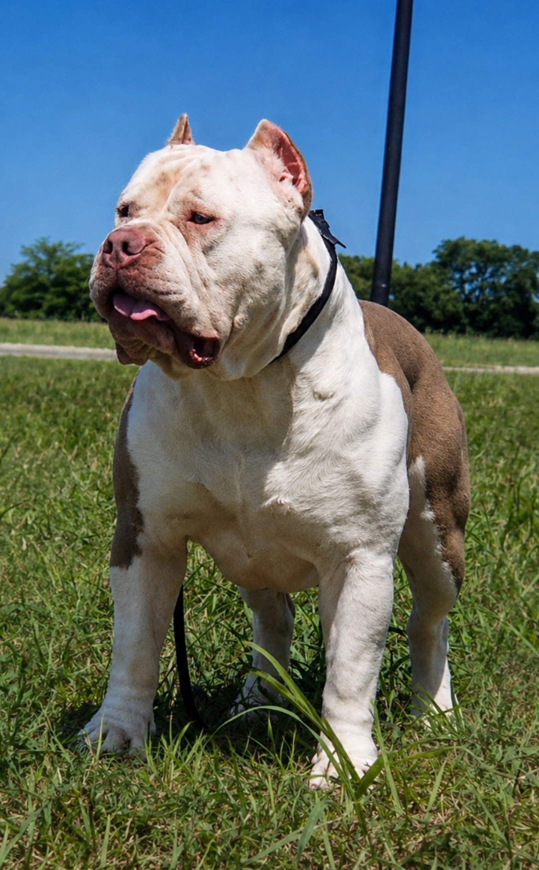 @Dtx_dogkennels