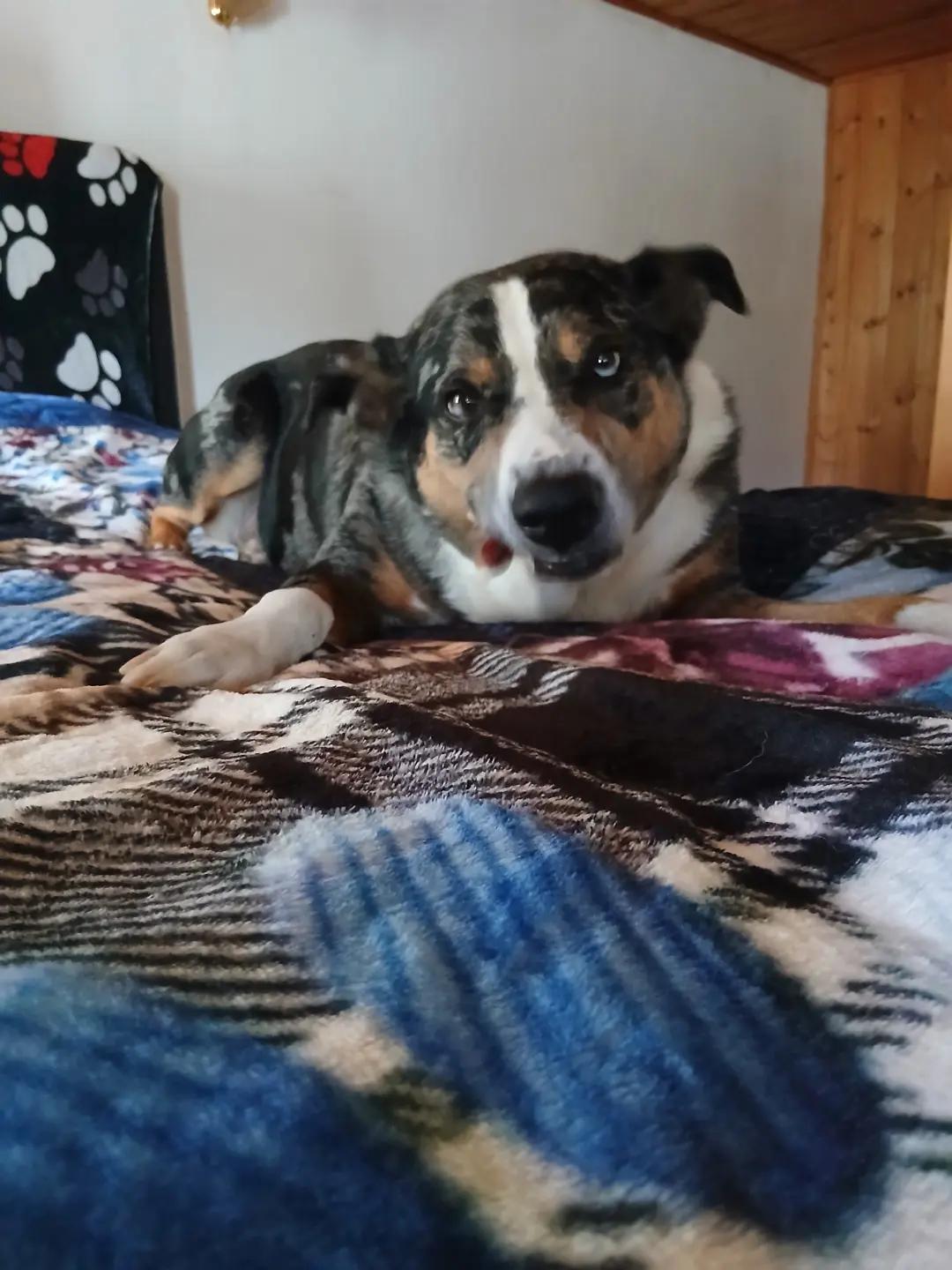 @Buddy the fundog