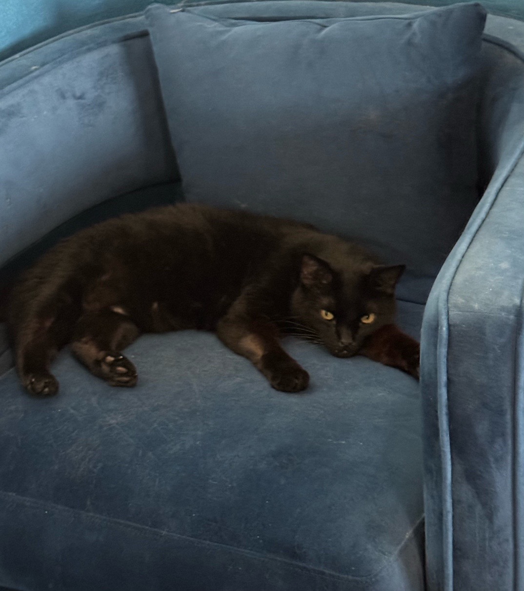 @mischievousmoblincat