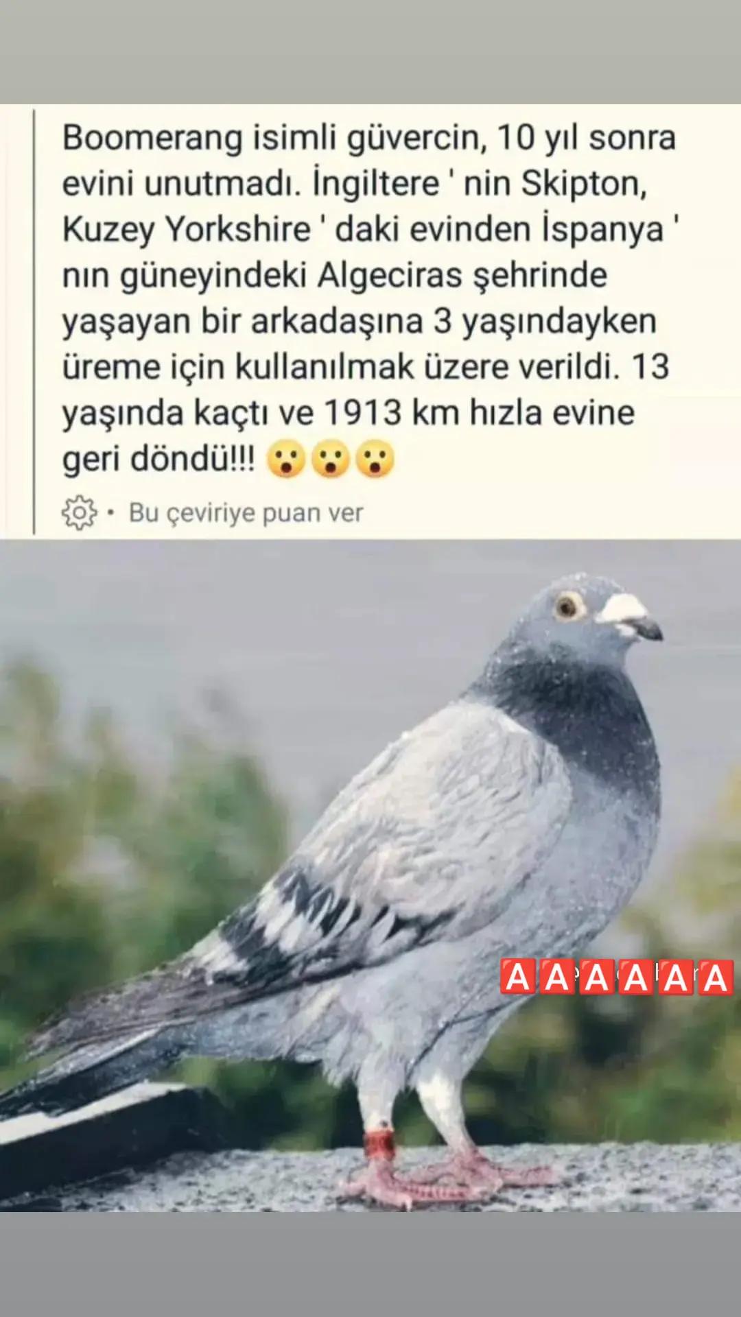 @YARIŞ POSTASI