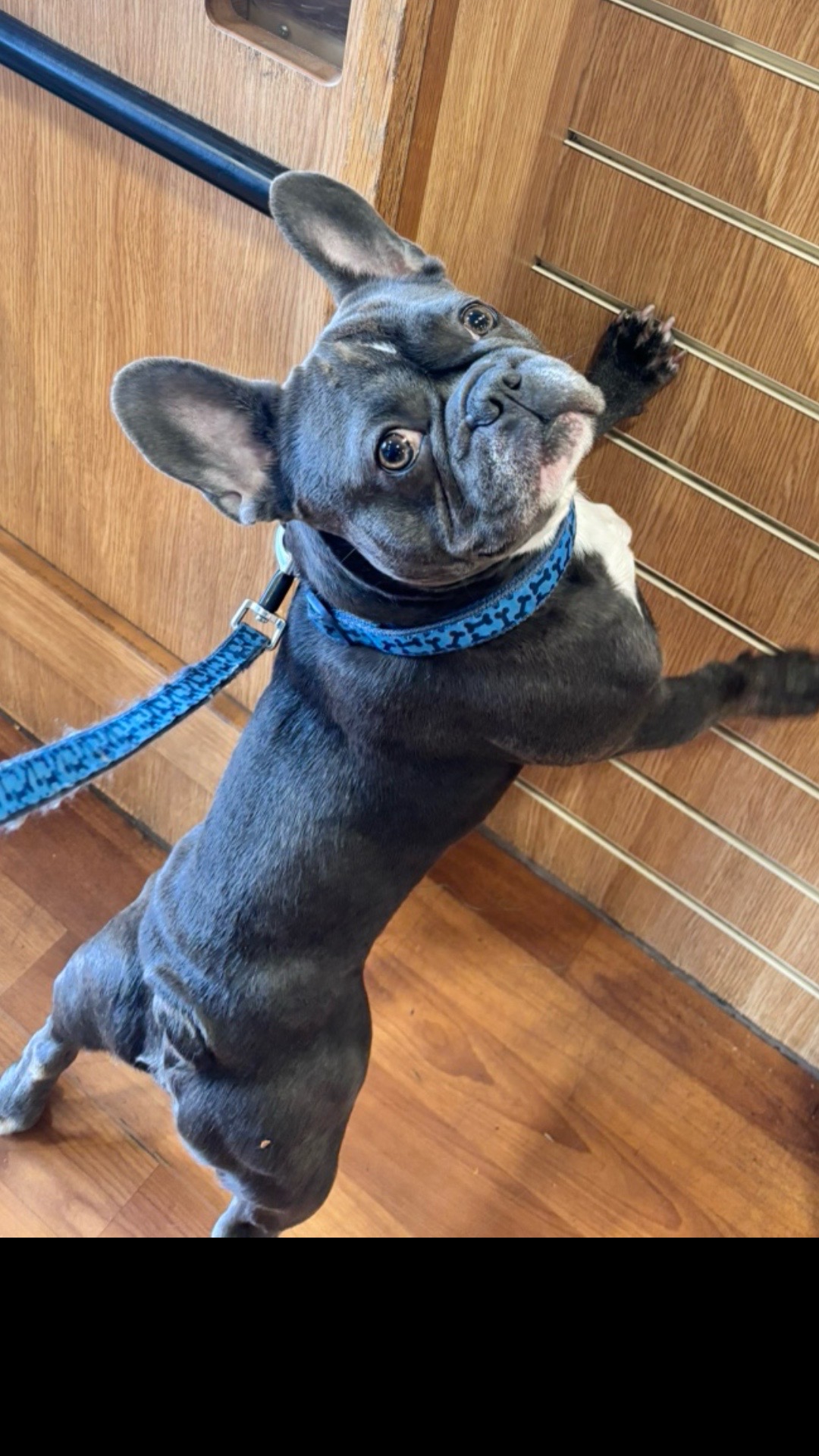 @Gizmo the frenchie & my humans