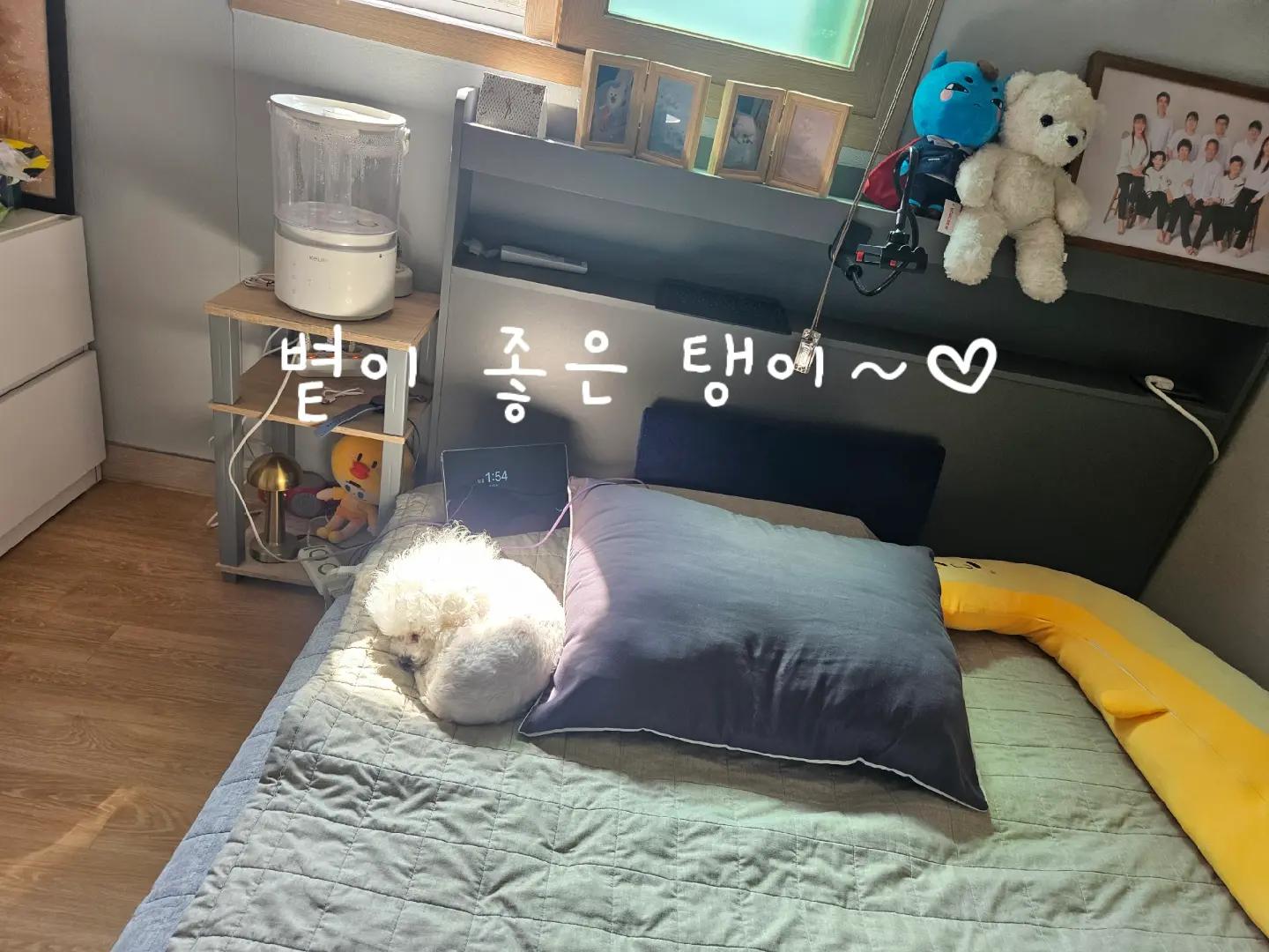 @만두탱이