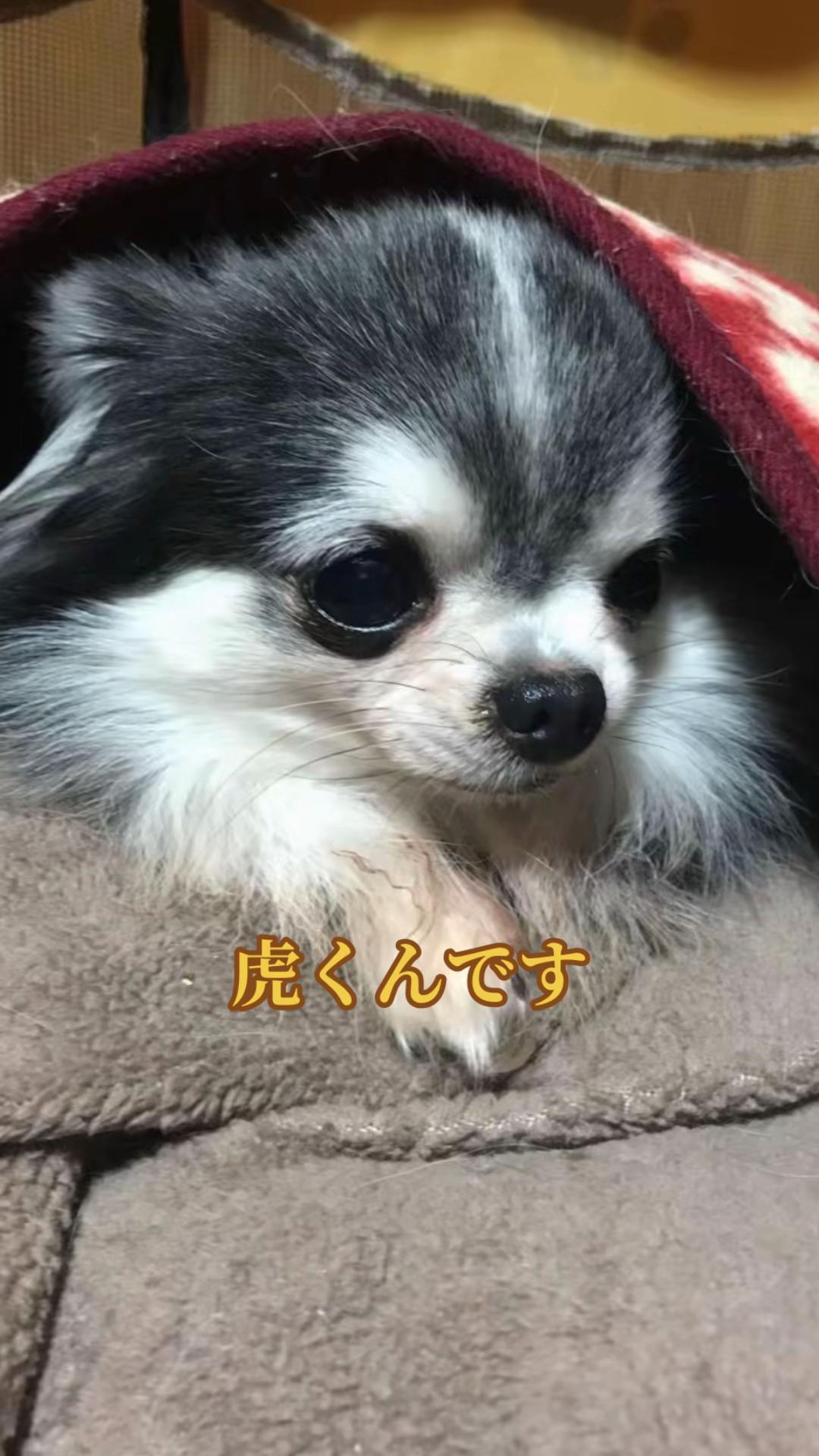 @࿗༺ 𝓚𝓪𝓽𝓾𝔂𝓪  ༻࿘
