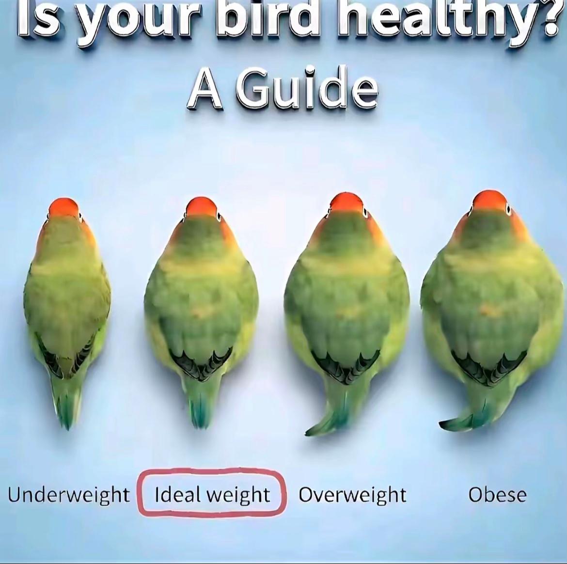@thesigeonpexer