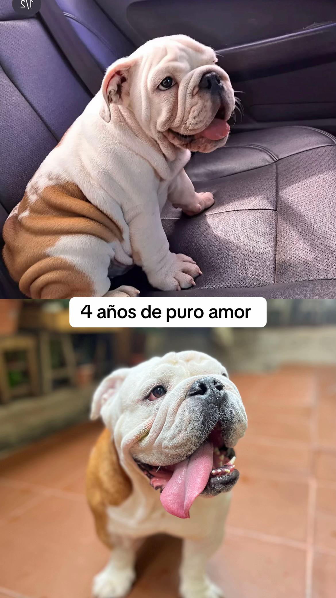 @Forky el Bulldog🐾