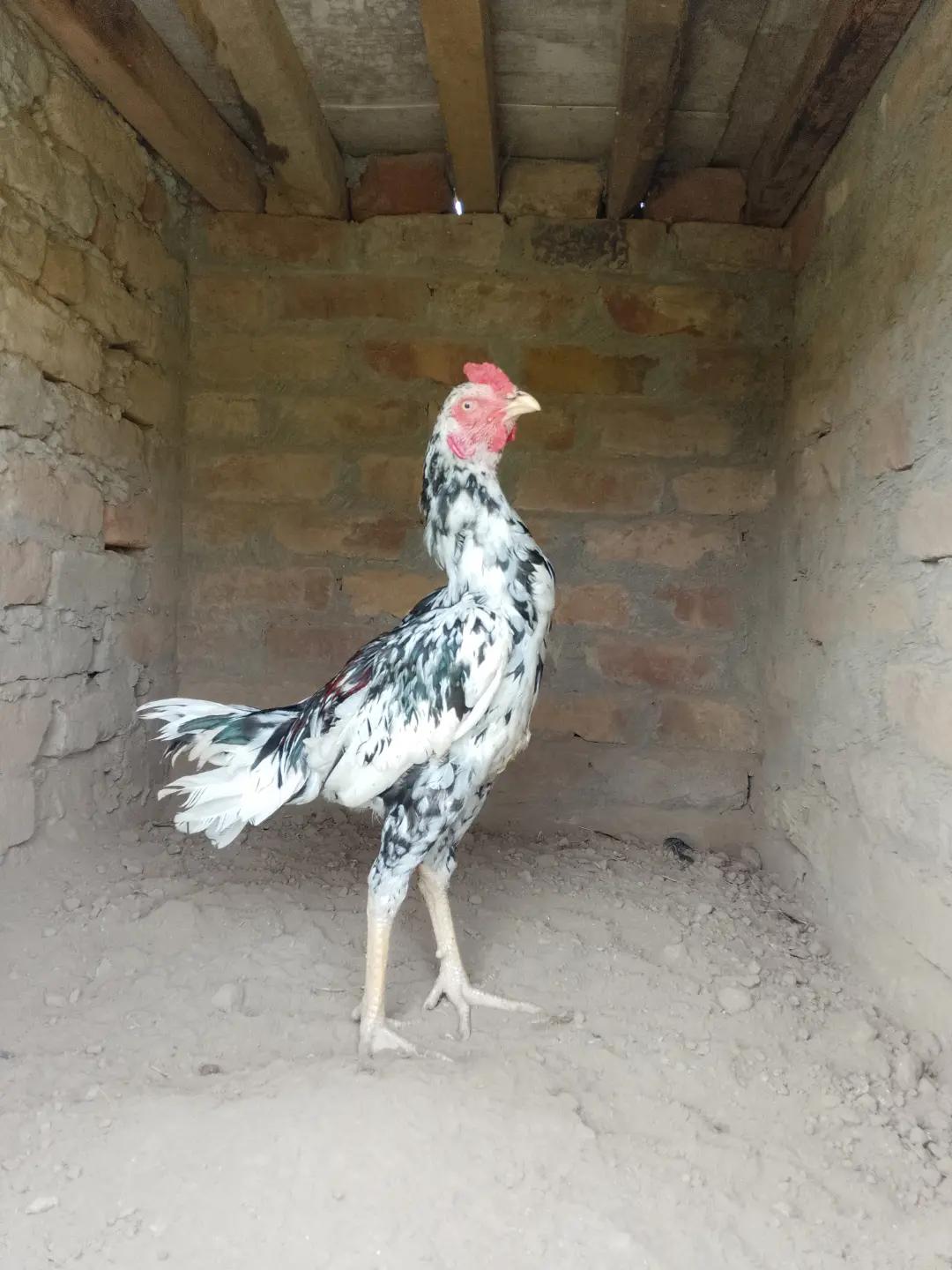 @Aseel 🐓