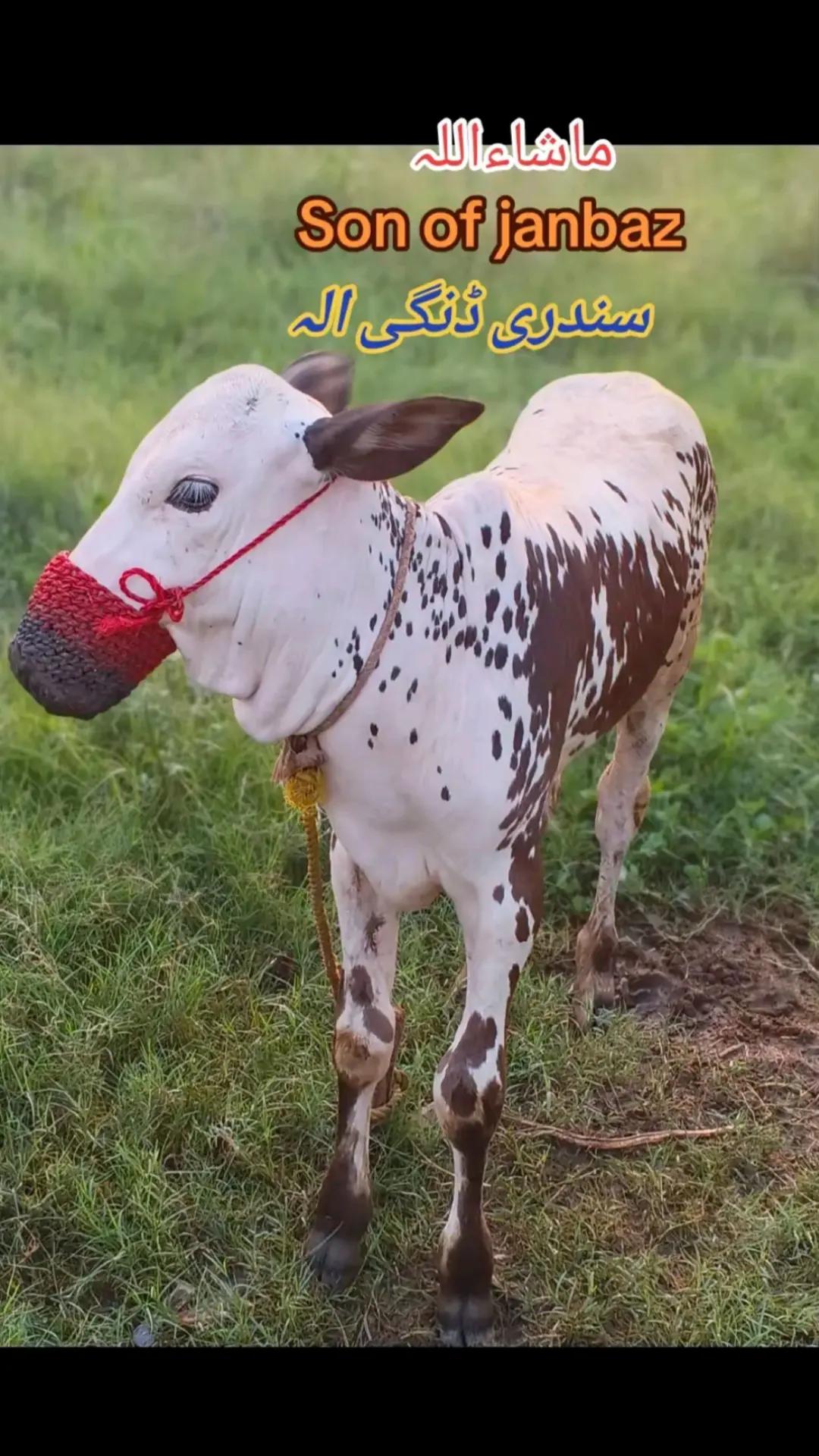 @ایا ڈنگی الہ