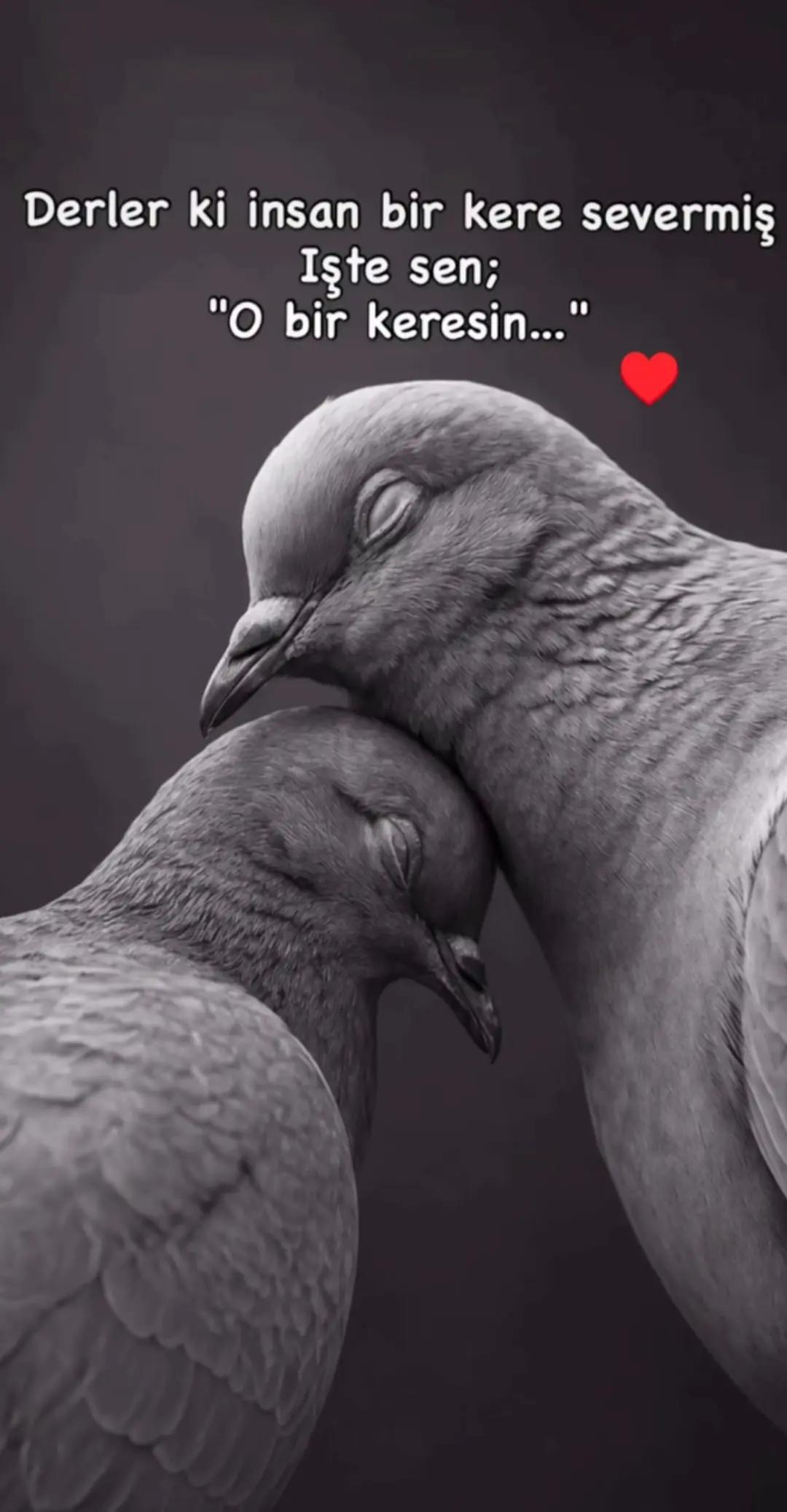 @🩷🕊️ELFİDA🕊️🖤
