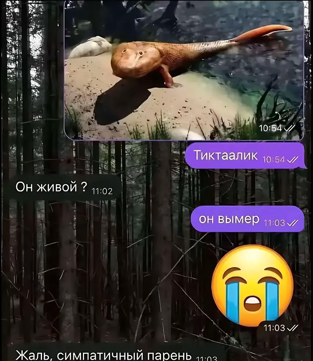 @дэвочка СНЮС
