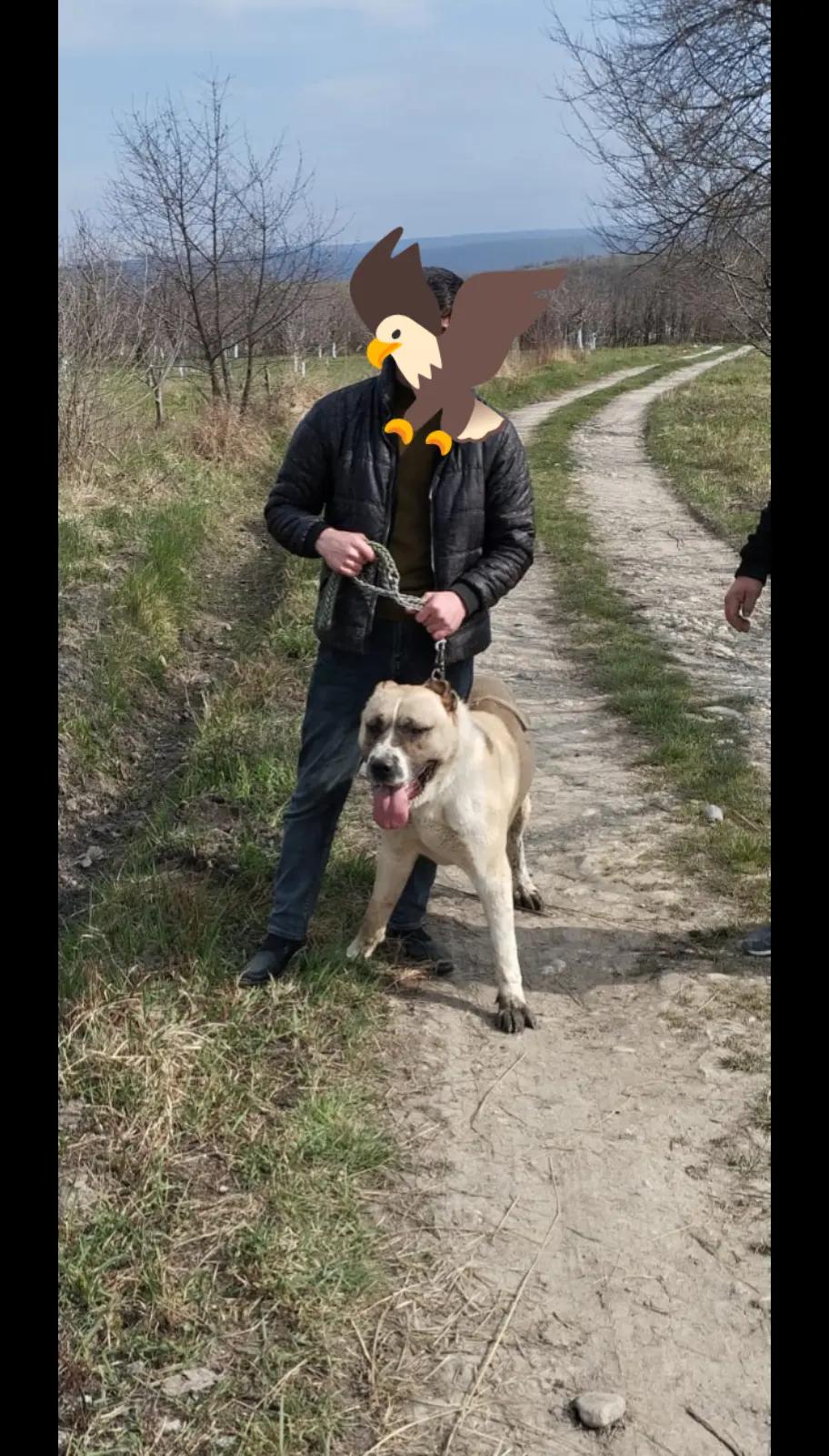 @volkadov_Azərbayjan
