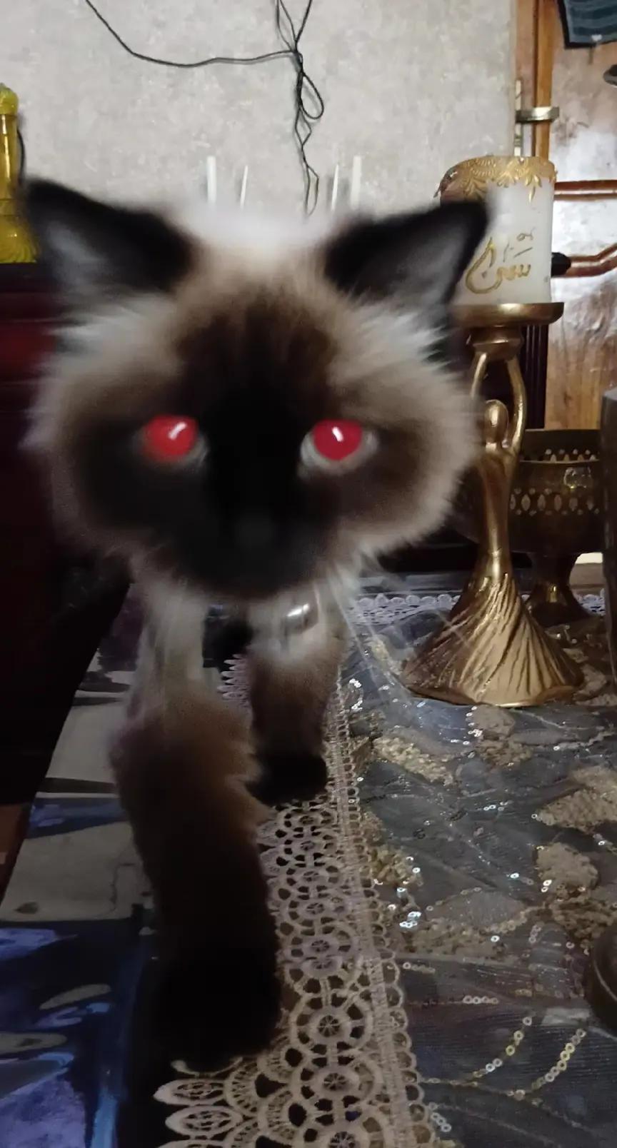 @Cat lover