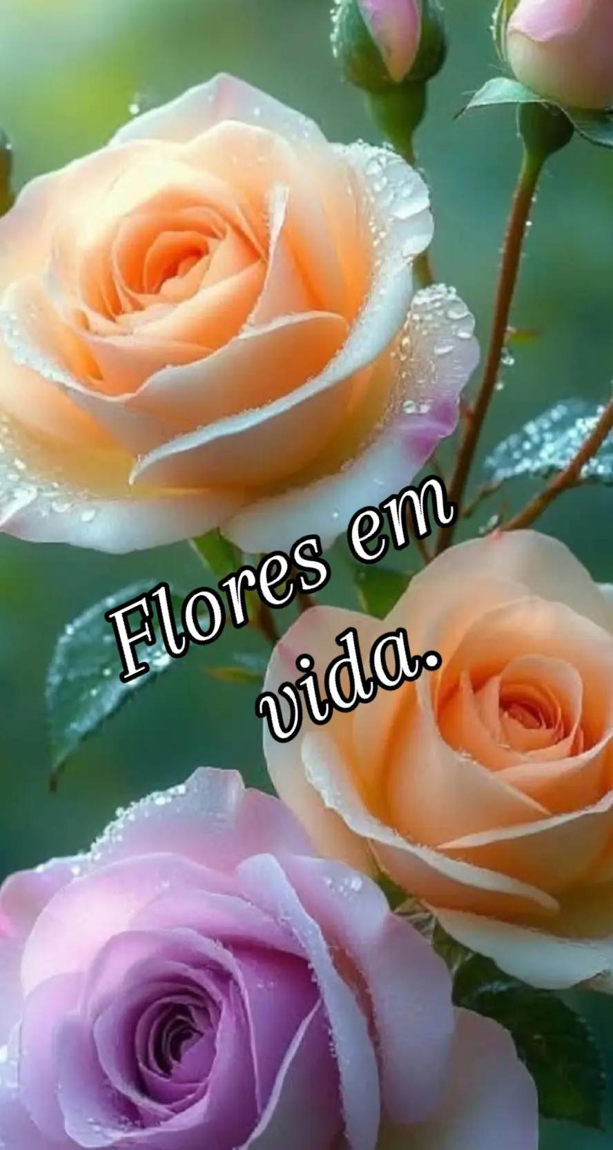 @CIDA GALV&Atilde;O A ABEN&Ccedil;OADA