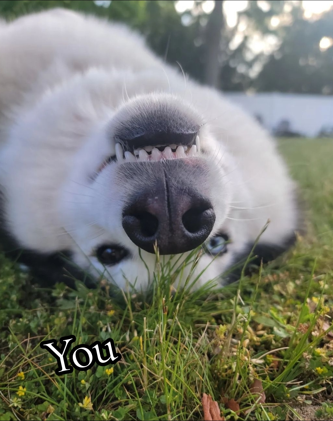 @Juno Stark