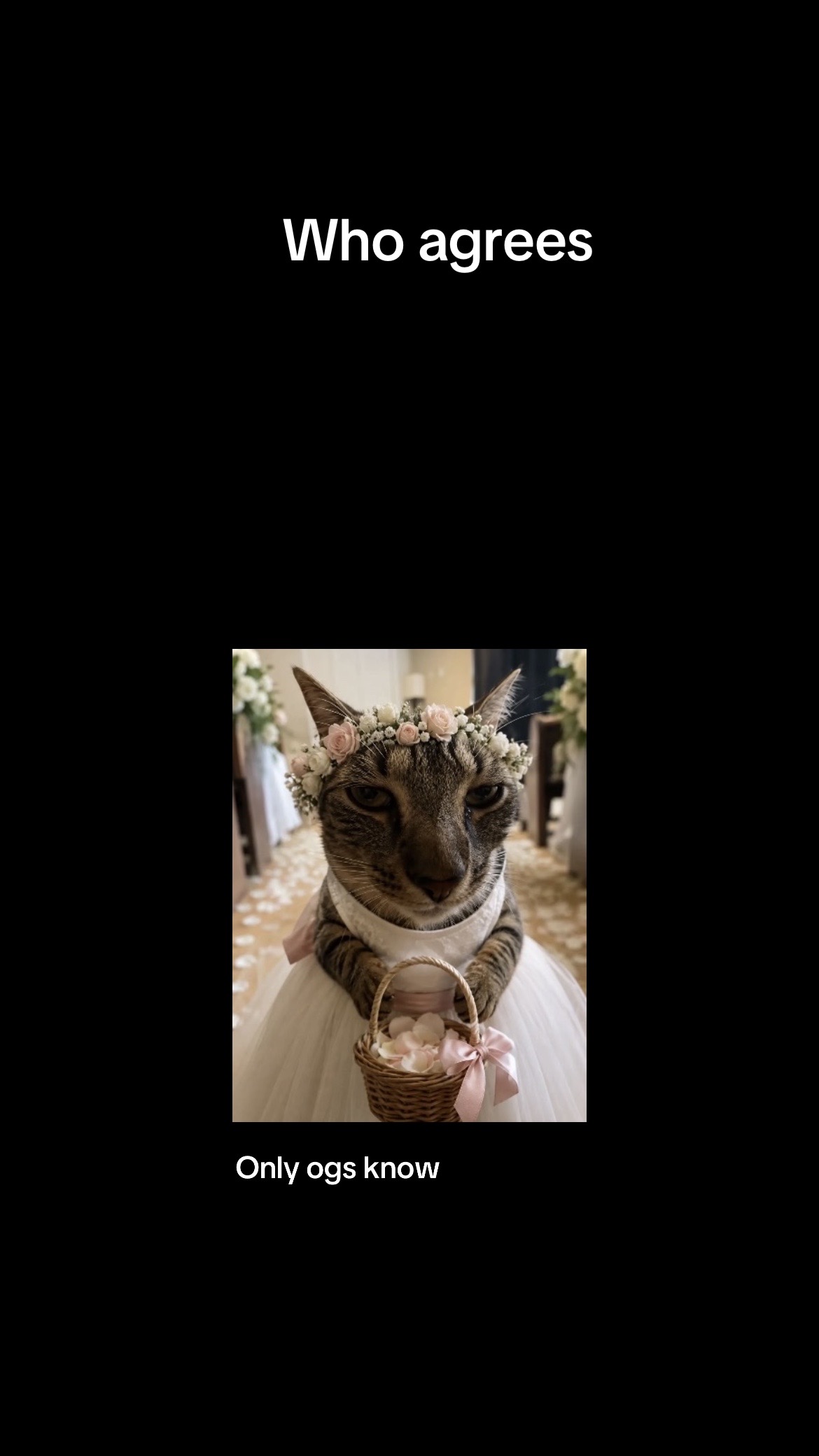 @Mydogsthebest