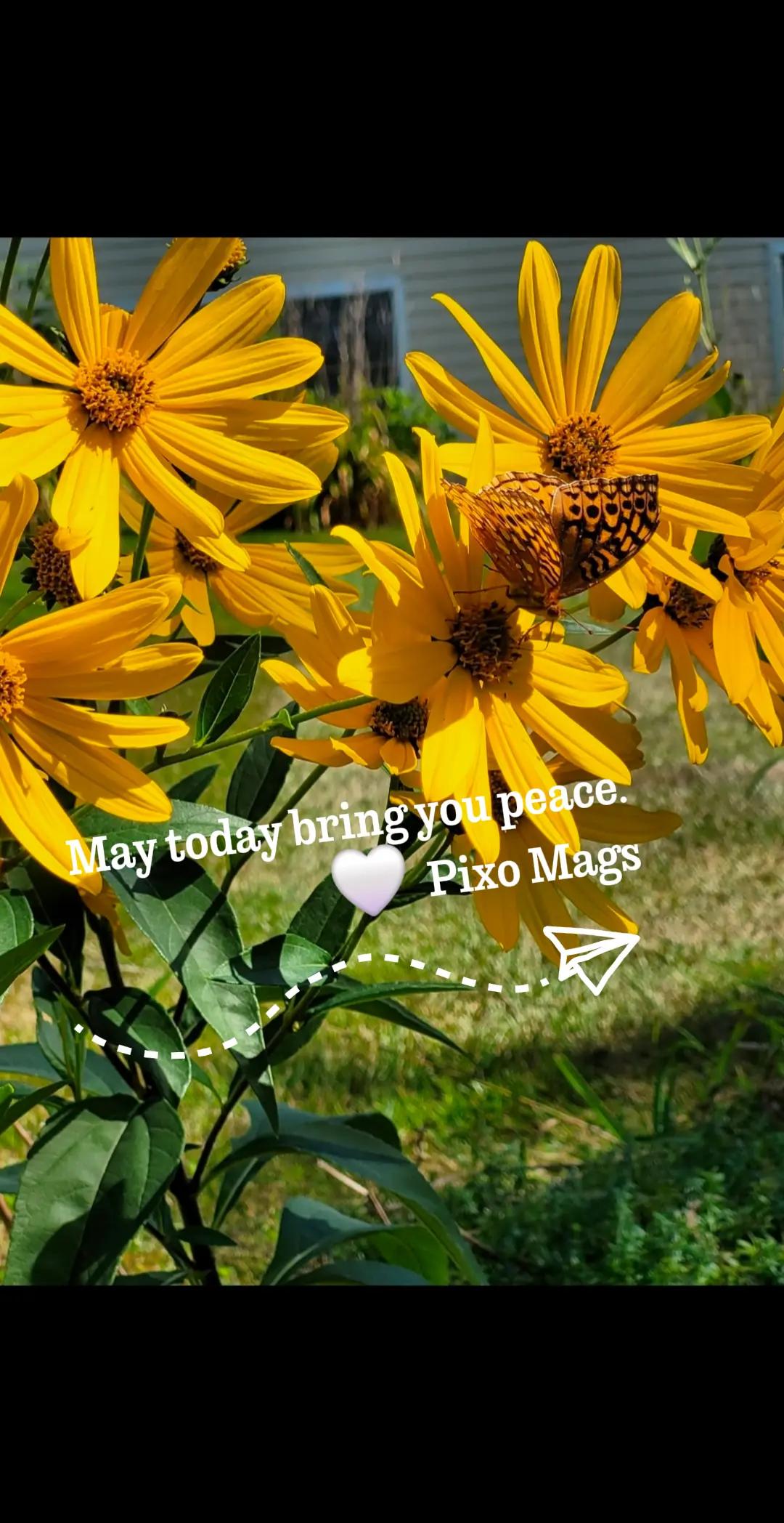 @Pixo Mags