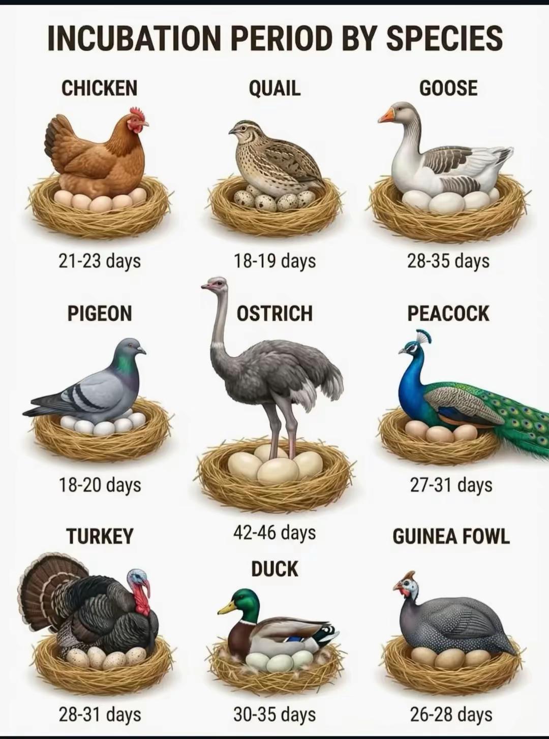 @Hatchhavenacre.ornament 3