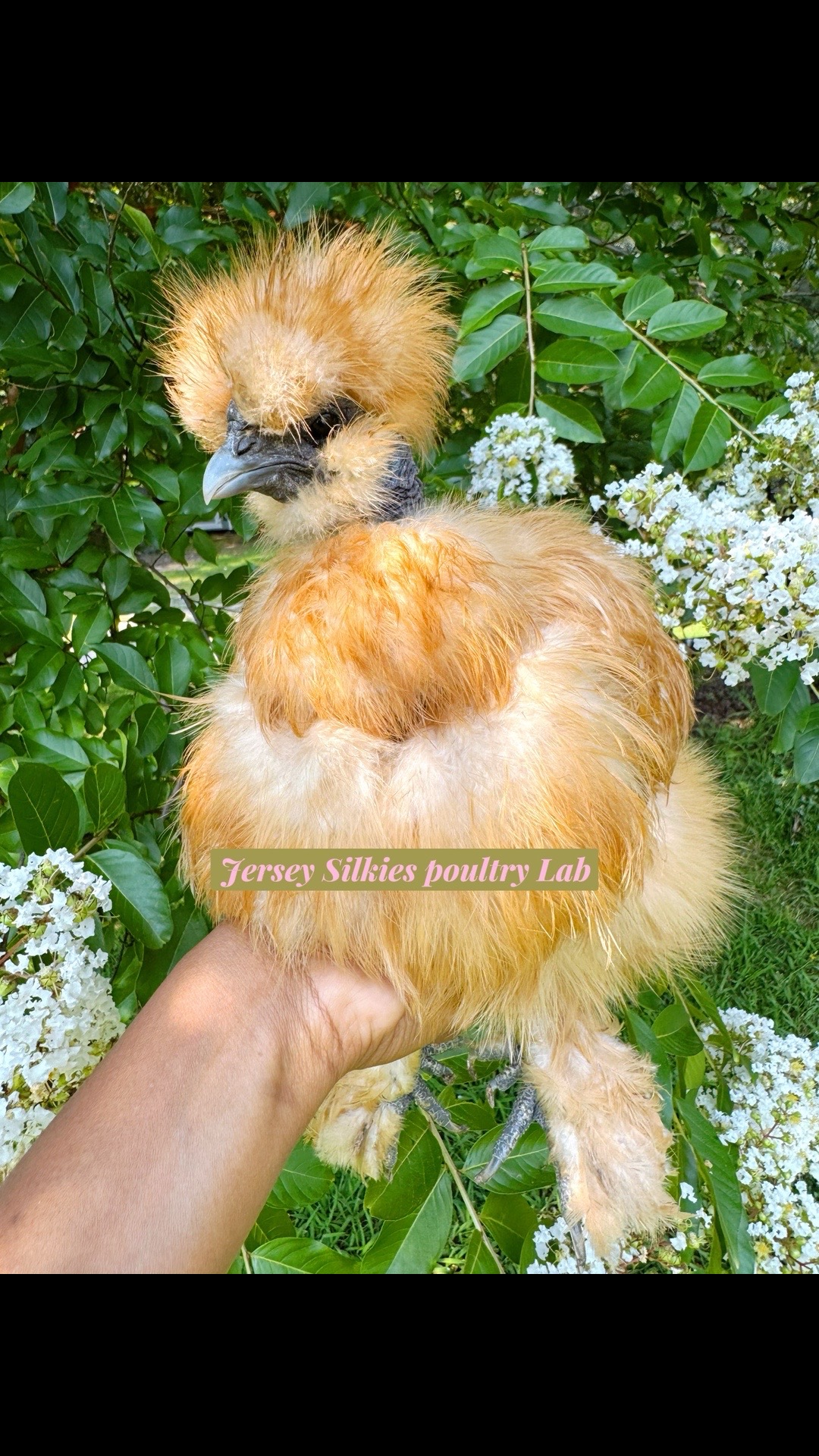 @Lavern | urban chickens